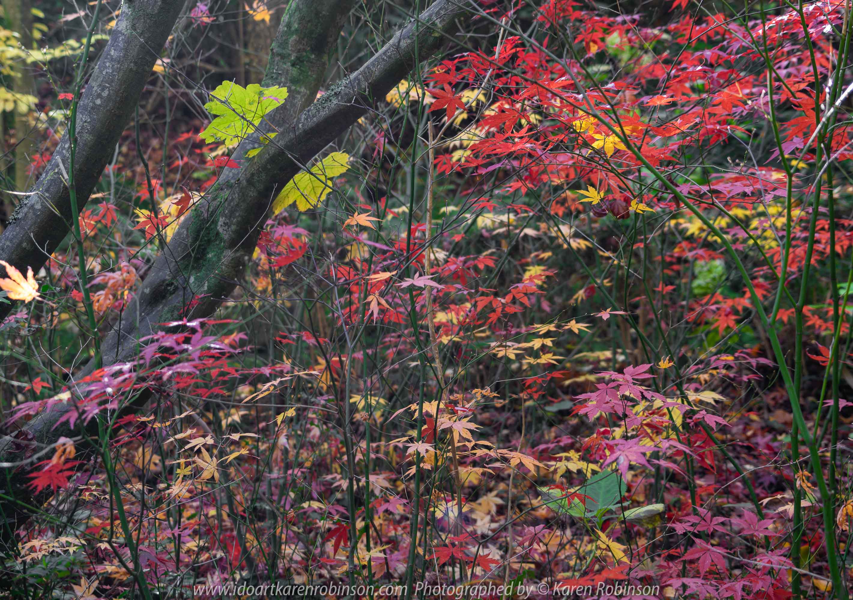 Mount Macedon, Victoria - Australia 'Forest Glade Gardens' Photographed by Karen Robinson May 2019 Comments - Autumn visit to one of Australia's most beautiful private gardens.