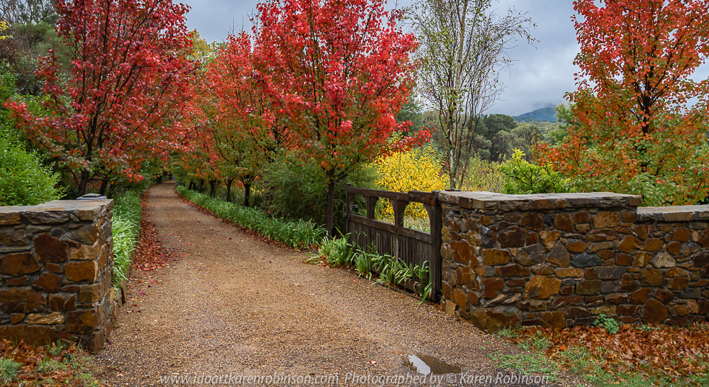 Mount Macedon - Victoria - Australia 'Rainy Day Photography' Photographed by Karen Robinson May 2018 NB. All images are protected by copyright laws Comments - It was a rainy, misty autumn day where taking photographs was a real challenge!