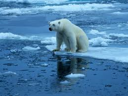 National Geographic. (n.d.) Polar Bear on Ice. [Photo I.D. 28044.jpg]. Retrieved October 19, 2014.png