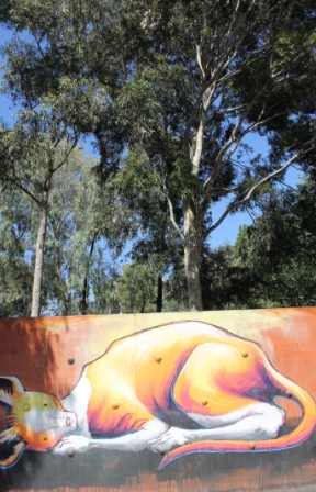 Photo No. 11 of 21 KAFF-EINE Street Artist Work - Melbourne Street Art Fitzroy at Smith Reserve on Alexander Parade - This amazing wondrous creature appears to be representative of a Kangaroo and it almost looks like it is napping under the above Australian Native Gum Trees - Photographed by Karen Robinson.JPG