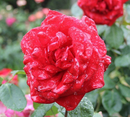 No. 2 of 5 Creative Writing - Poem Titled 'Crying Roses' written and photographed by Karen Robinson 5th November 2015.JPG