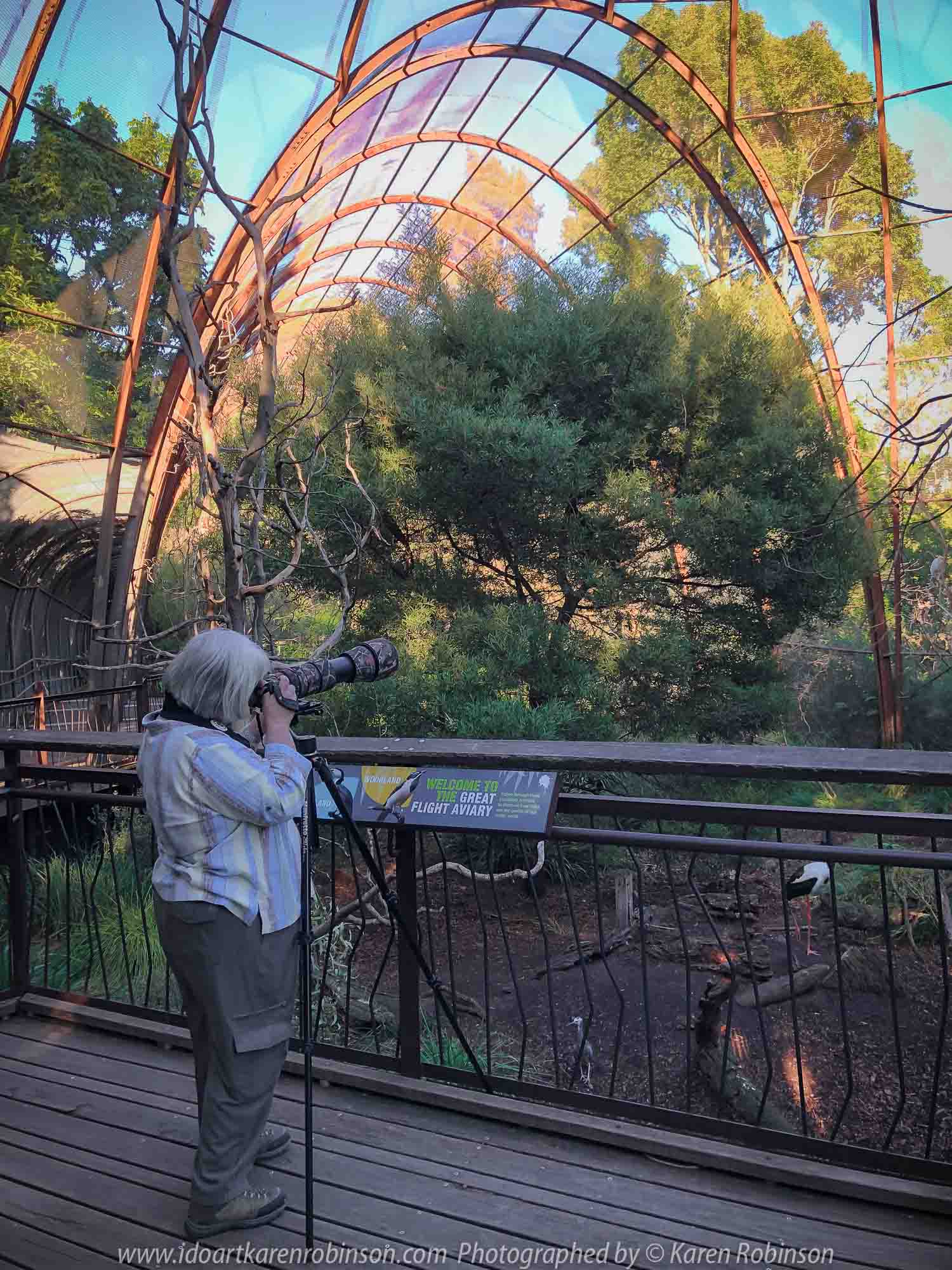 Parkville, Victoria - Australia 'Melbourne Zoo Trip 8' Photographed by Karen Robinson March 2019 Comments - This time it was about photographing Birds within the Walk-through Aviary. Photograph featuring Karen Robinson Photographer.