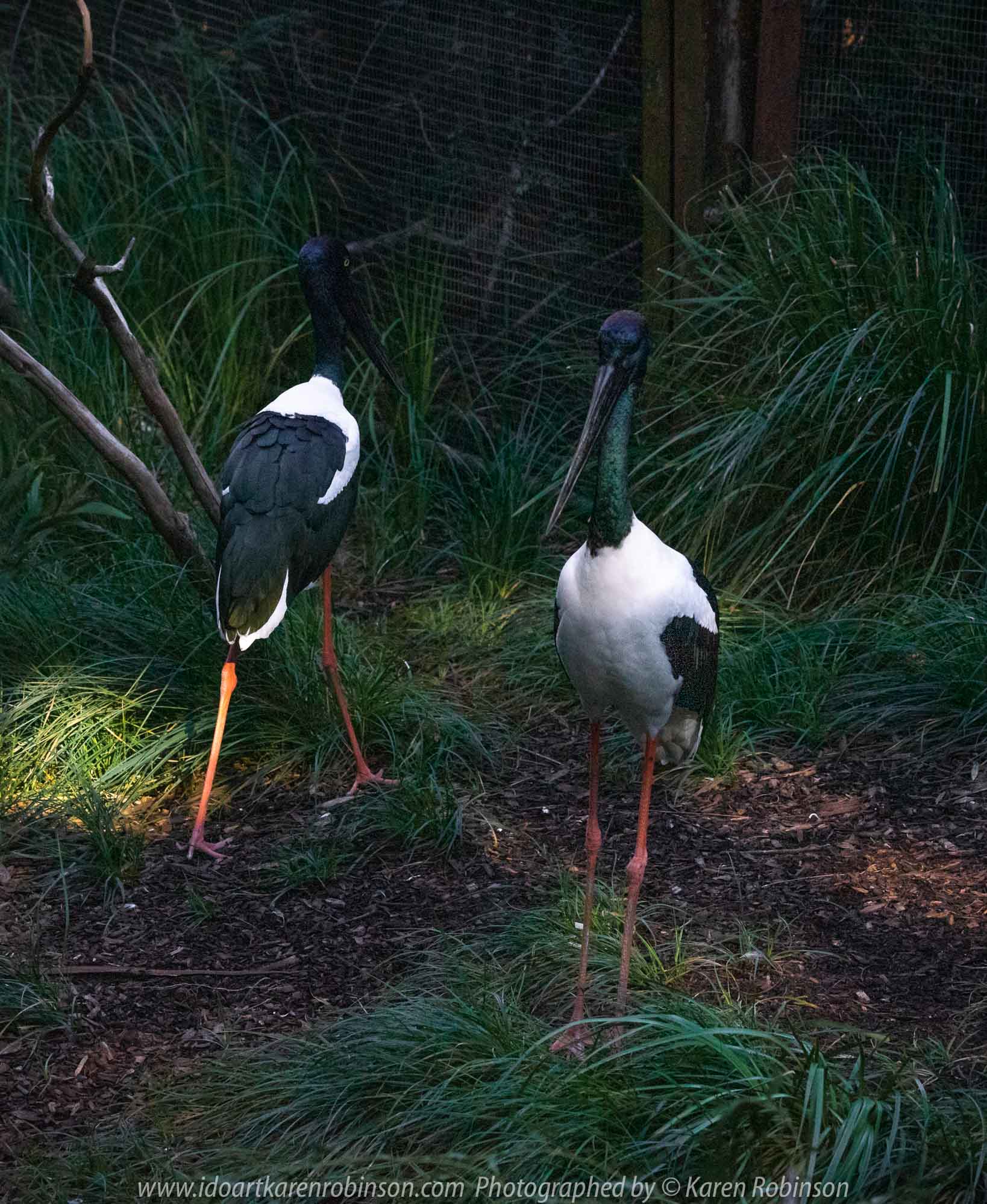 Parkville, Victoria - Australia 'Melbourne Zoo Trip 8' Photographed by Karen Robinson March 2019 Comments - This time it was about photographing Birds within the Walk-through Aviary. Photograph featuring Black-necked Stork.