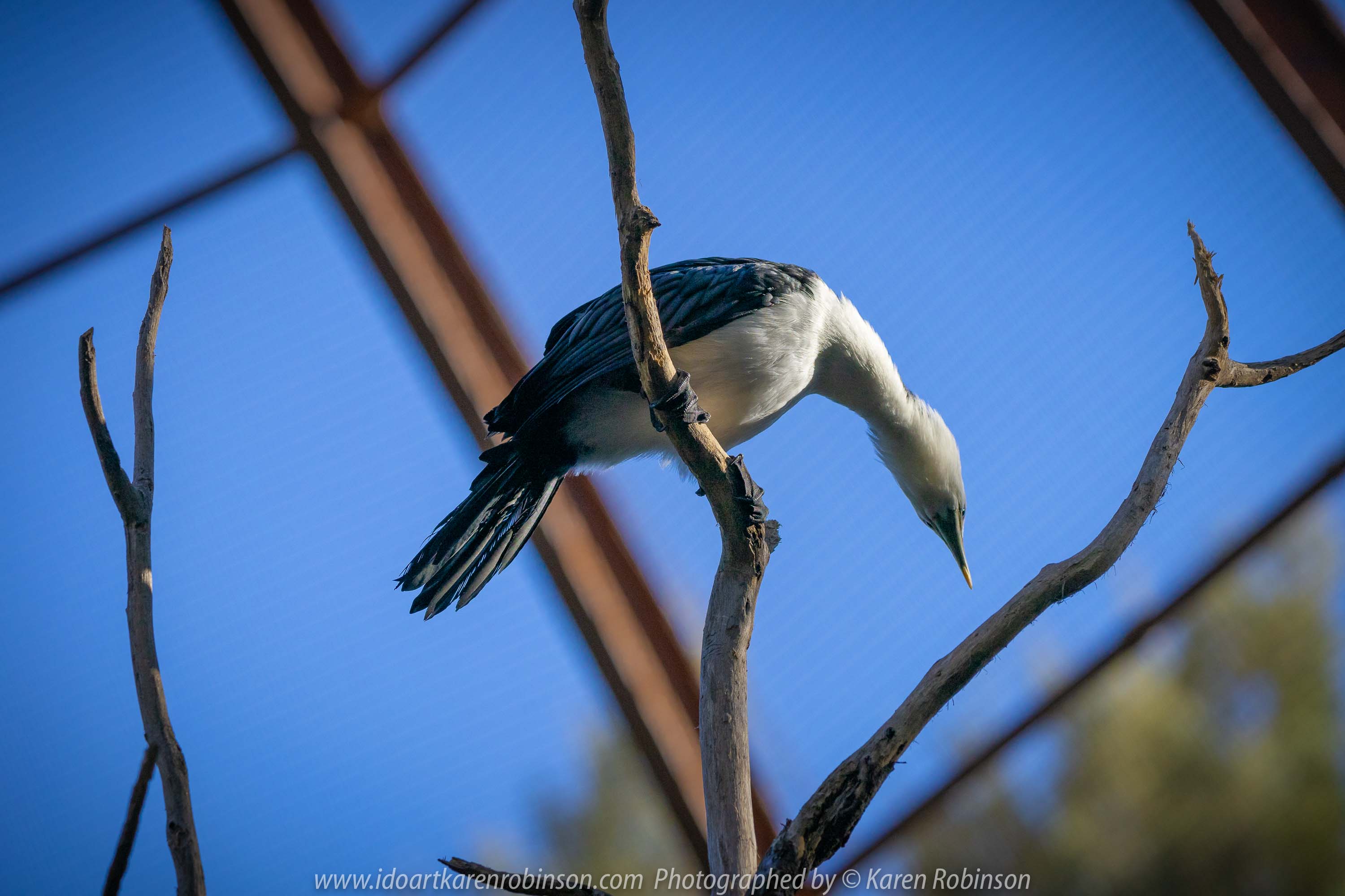 Parkville, Victoria - Australia 'Melbourne Zoo Trip 8' Photographed by Karen Robinson March 2019 Comments - This time it was about photographing Birds within the Walk-through Aviary. Photograph featuring Little Pied Cormorant.