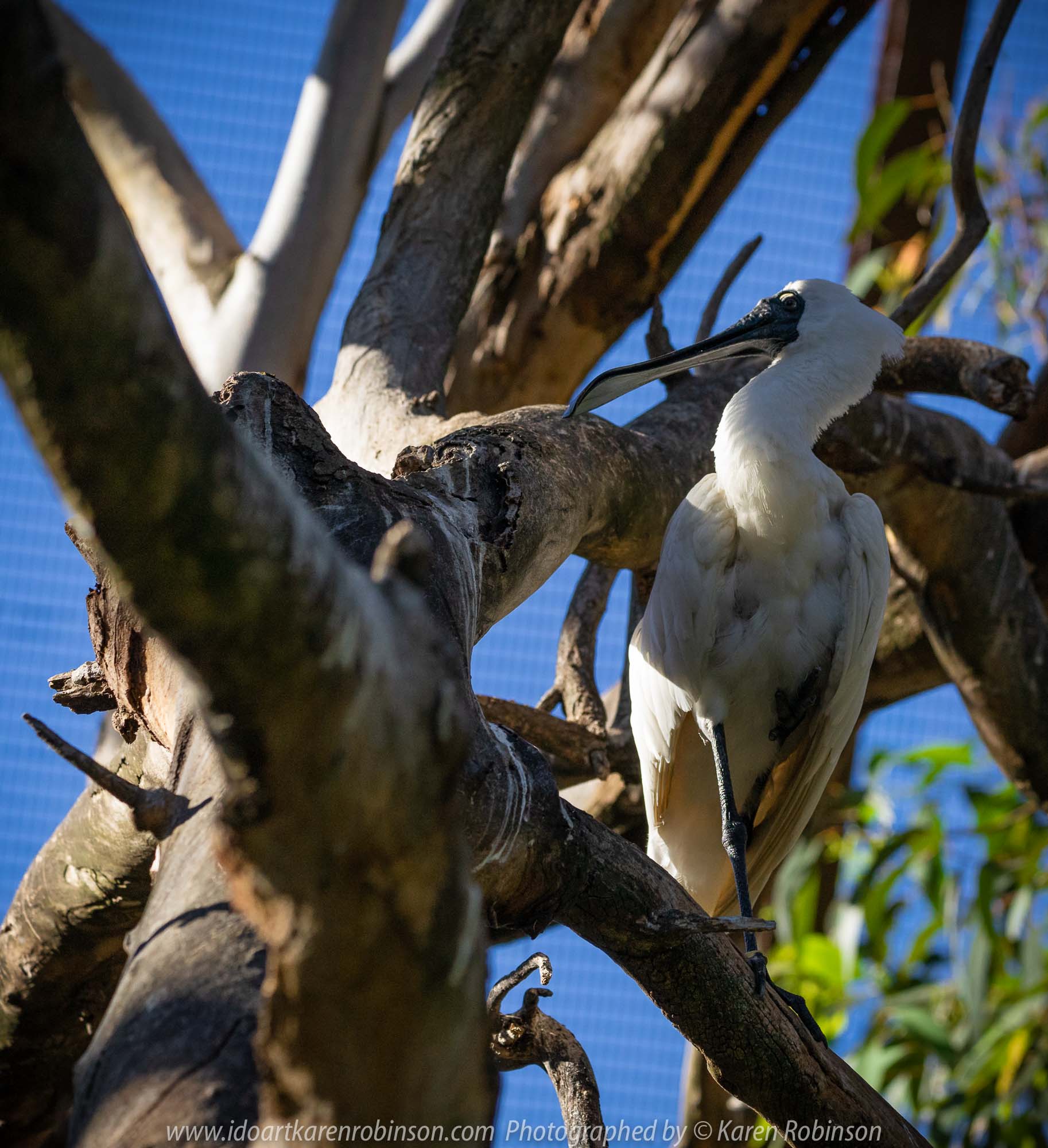 Parkville, Victoria - Australia 'Melbourne Zoo Trip 8' Photographed by Karen Robinson March 2019 Comments - This time it was about photographing Birds within the Walk-through Aviary. Photograph featuring Royal Spoonbill.