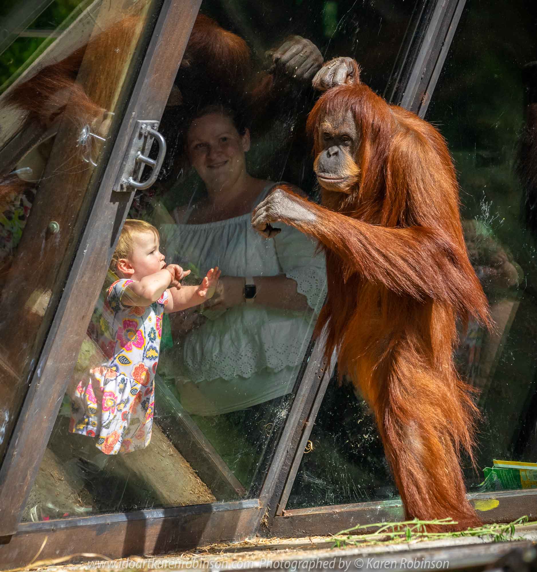 Parkville, Victoria - Australia 'Melbourne Zoo Trip 3' Photographed by Karen Robinson January 2019 Comments - Hubby and I decided to spend another day at the Zoo, this time concentrating on photographing the Sumatran Orang-utans.