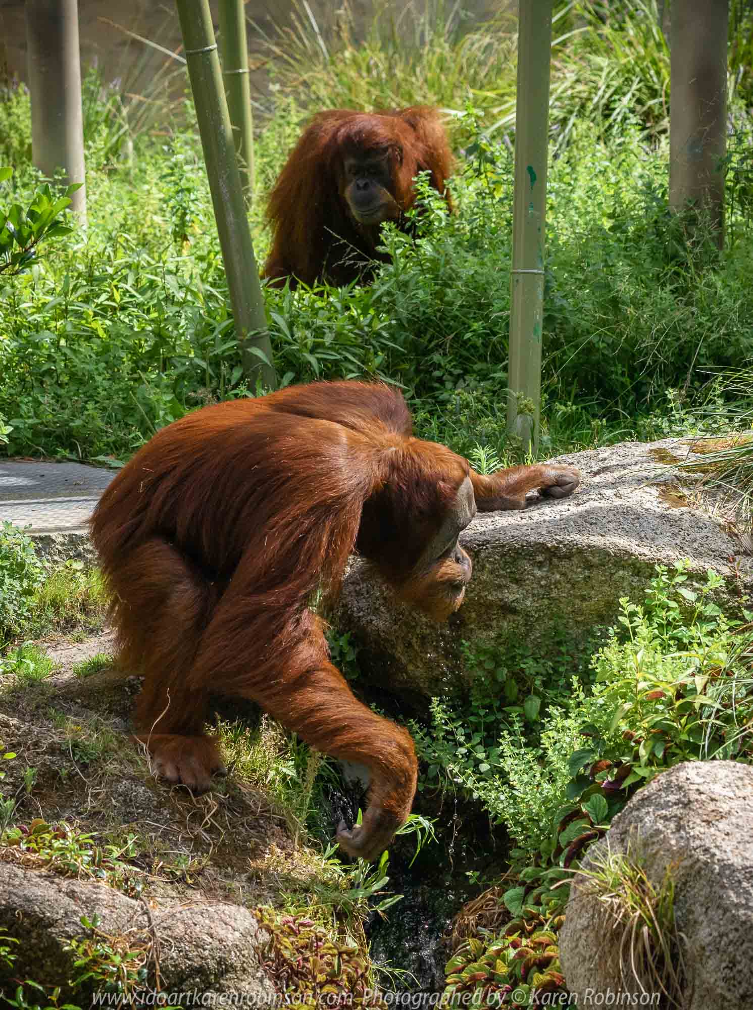 Parkville, Victoria - Australia 'Melbourne Zoo Trip 3' Photographed by Karen Robinson January 2019 Comments - Hubby and I decided to spend another day at the Zoo, this time concentrating on photographing the Sumatran Orang-utans.