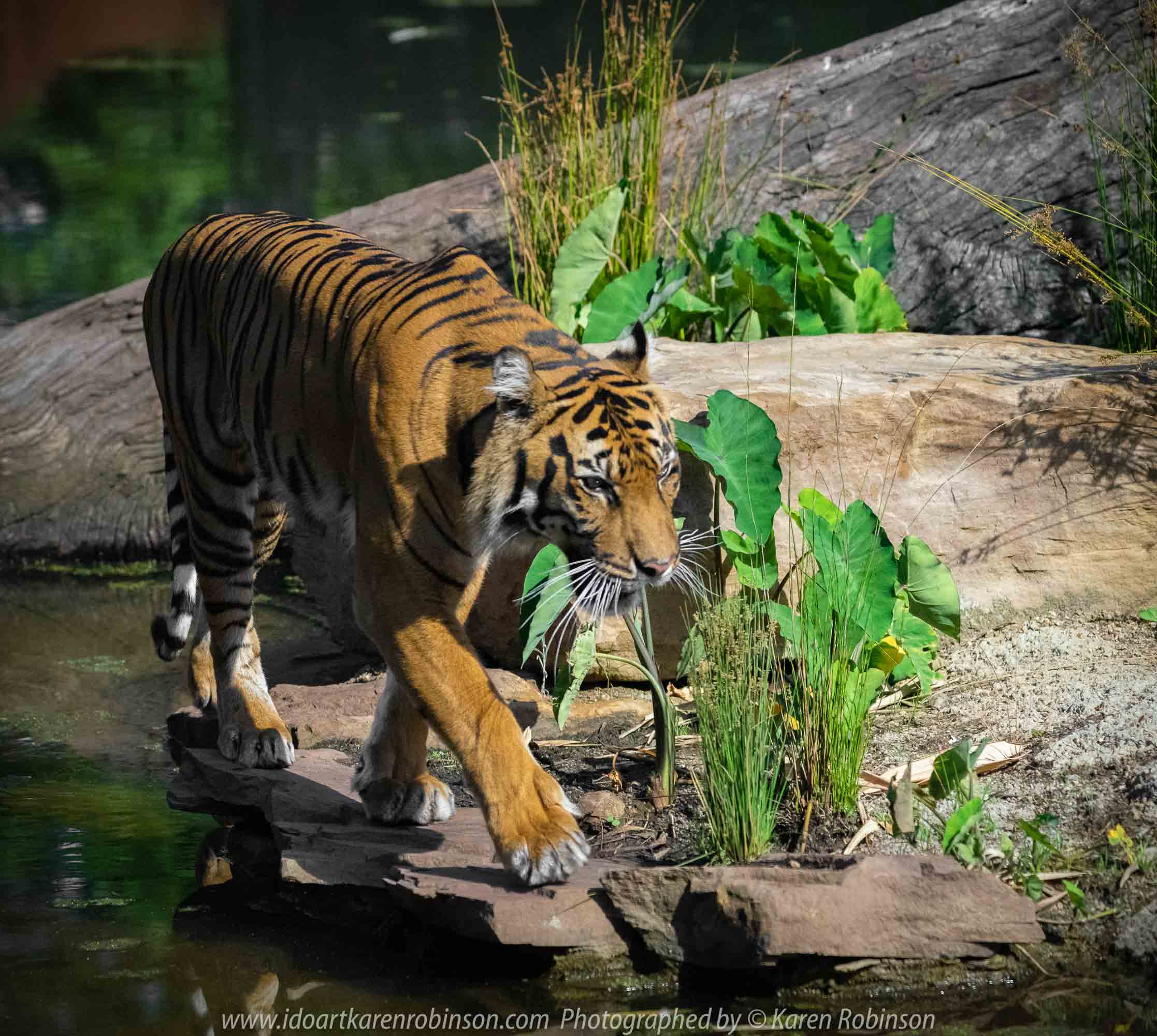 Parkville, Victoria - Australia 'Melbourne Zoo Trip 4' Photographed by Karen Robinson January 2019 Comments - Hubby and I decided to spend another day at the Zoo, this time concentrating on photographing the Sumatran Tiger.