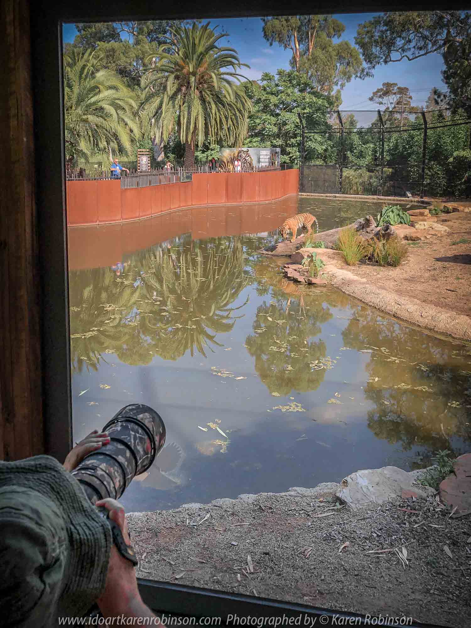 Parkville, Victoria - Australia 'Melbourne Zoo Trip 4' Photographed by Karen Robinson January 2019 Comments - Hubby and I decided to spend another day at the Zoo, this time concentrating on photographing the Sumatran Tiger. Photograph featuring Karen Robinson Photographer