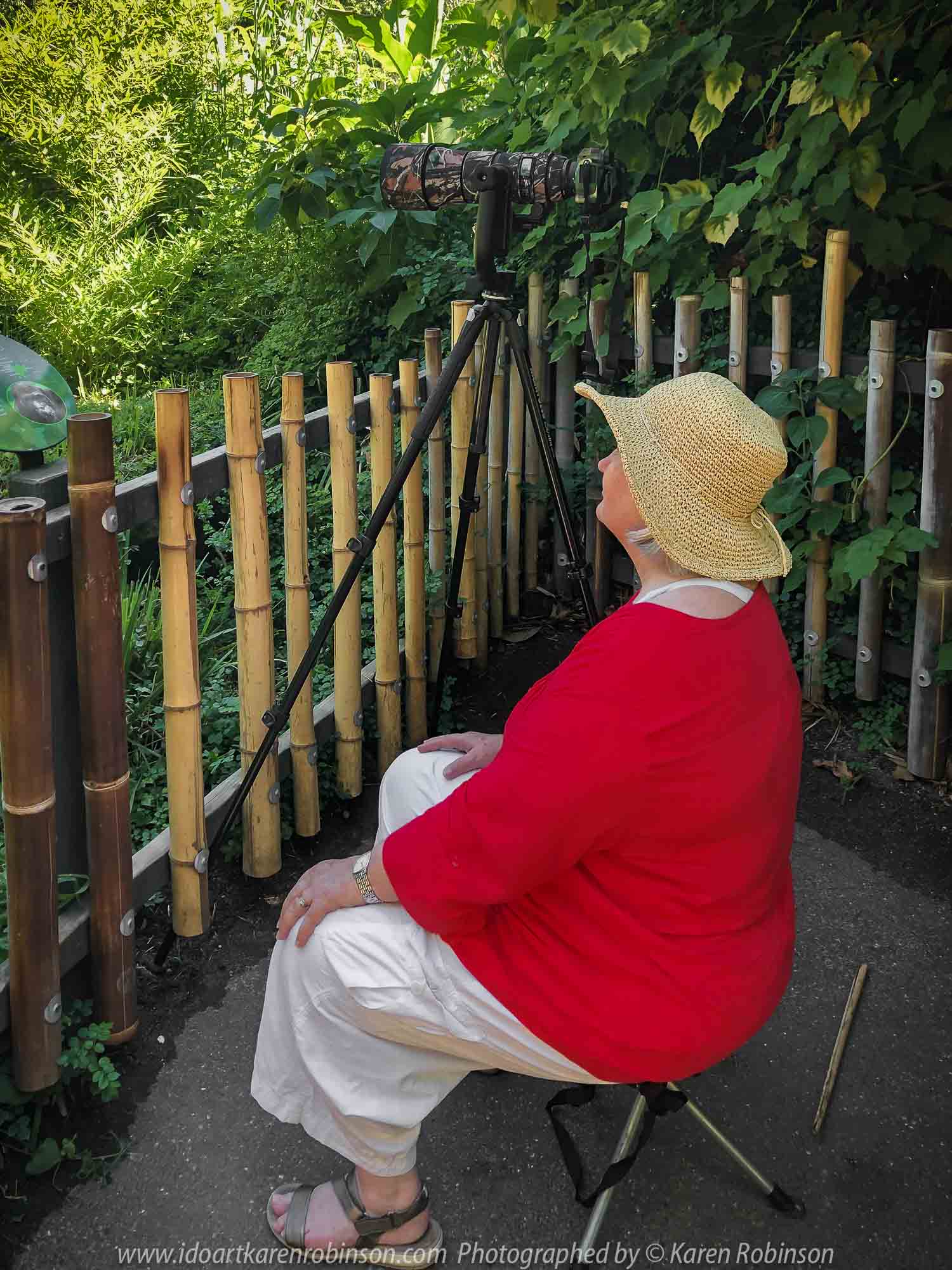 Parkville, Victoria - Australia 'Melbourne Zoo Trip 5' Photographed by Karen Robinson January 2019 Comments - Hubby and I decided to spend another day at the Zoo, this time concentrating on photographing the Western Lowland Gorillas. Photograph featuring Karen Robinson waiting for the Gorillas to come into sight.