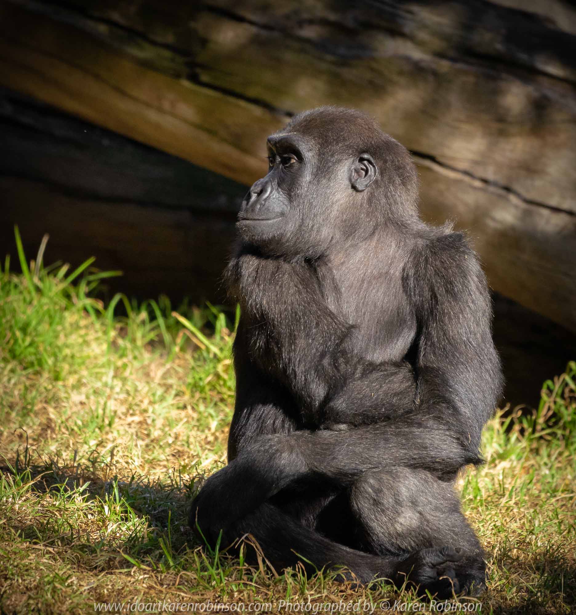 Parkville, Victoria - Australia 'Melbourne Zoo Trip 5' Photographed by Karen Robinson January 2019 Comments - Hubby and I decided to spend another day at the Zoo, this time concentrating on photographing the Western Lowland Gorillas.