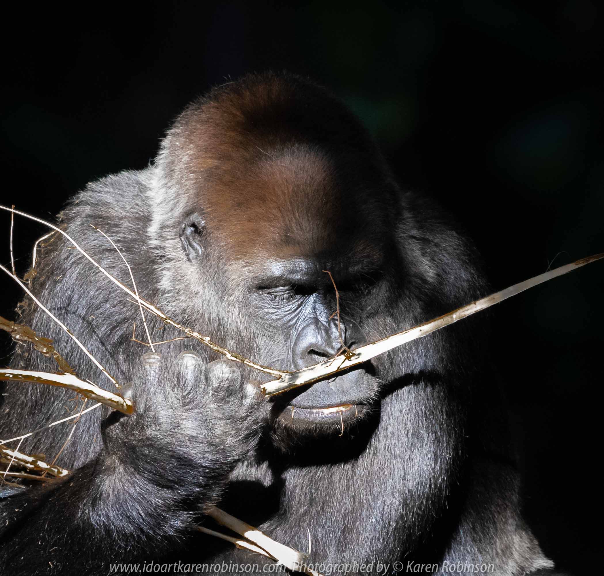 Parkville, Victoria - Australia 'Melbourne Zoo Trip 5' Photographed by Karen Robinson January 2019 Comments - Hubby and I decided to spend another day at the Zoo, this time concentrating on photographing the Western Lowland Gorillas.