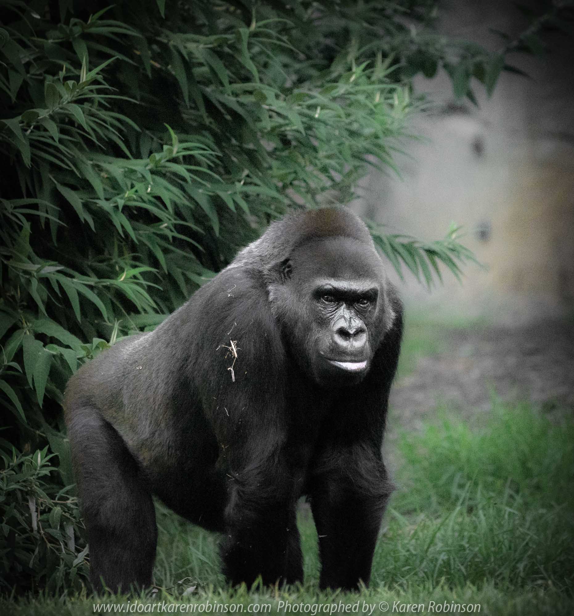 Parkville, Victoria - Australia 'Melbourne Zoo Trip 5' Photographed by Karen Robinson January 2019 Comments - Hubby and I decided to spend another day at the Zoo, this time concentrating on photographing the Western Lowland Gorillas.