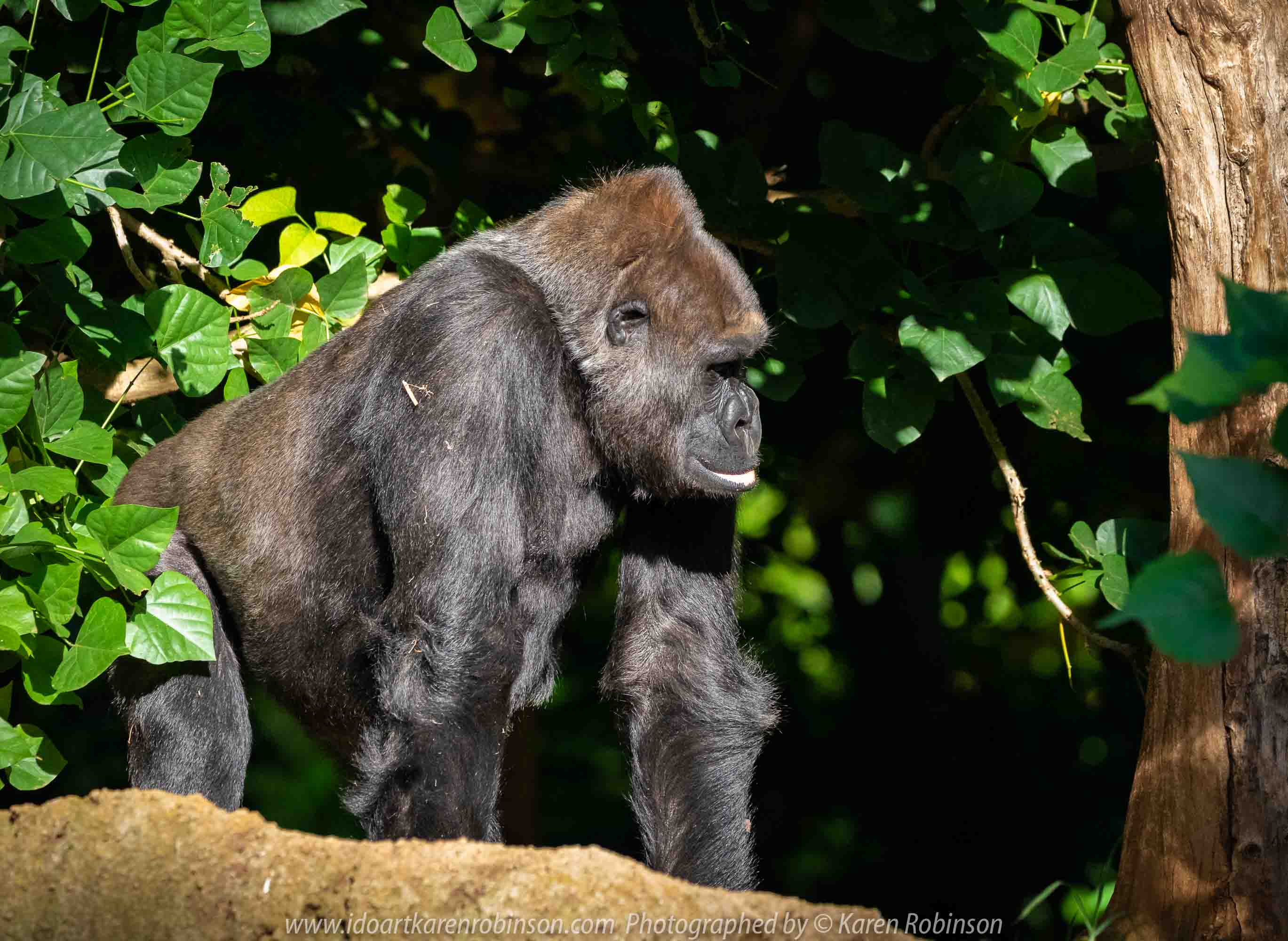 Parkville, Victoria - Australia 'Melbourne Zoo Trip 5' Photographed by Karen Robinson January 2019 Comments - Hubby and I decided to spend another day at the Zoo, this time concentrating on photographing the Western Lowland Gorillas.