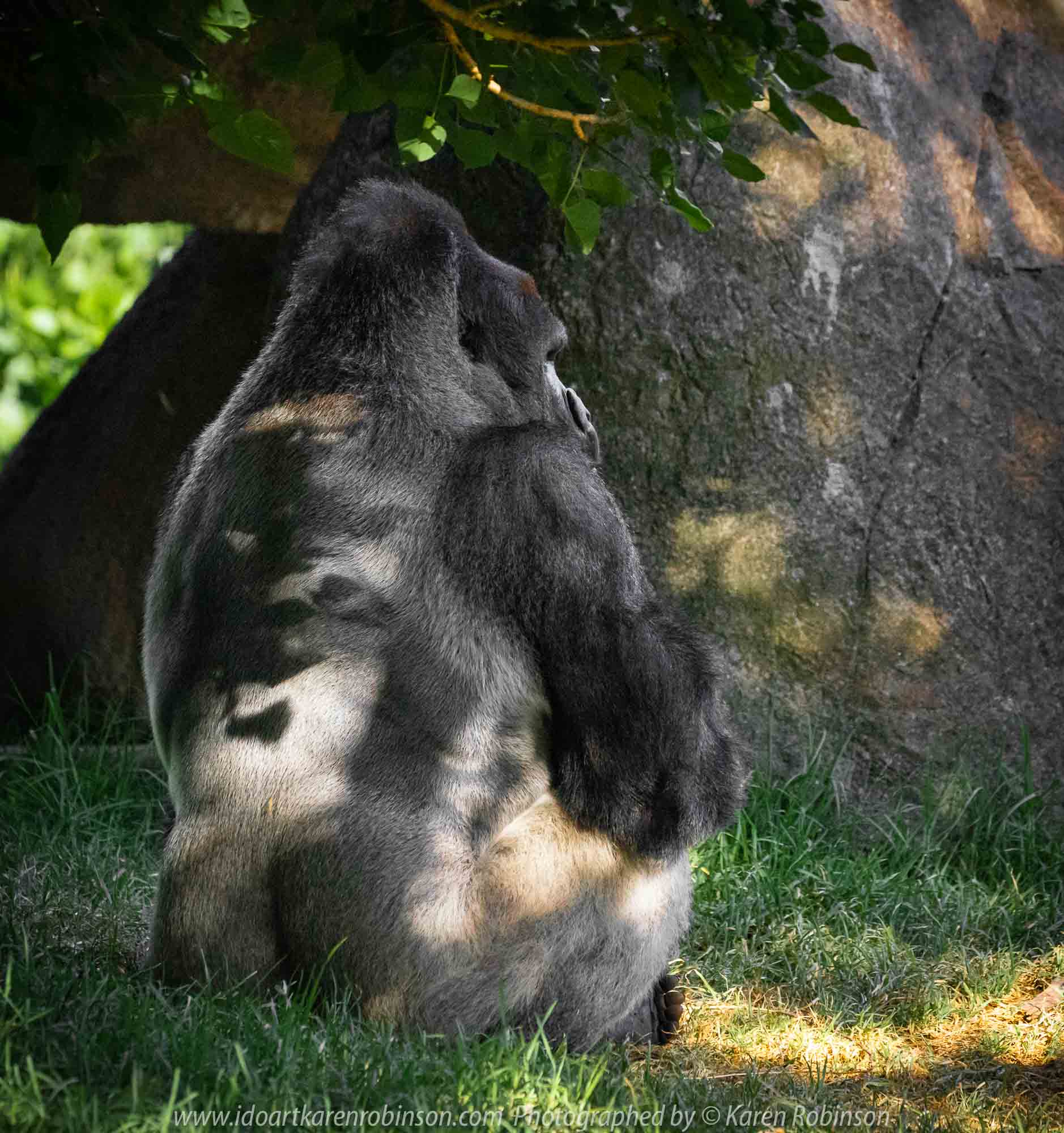 Parkville, Victoria - Australia 'Melbourne Zoo Trip 5' Photographed by Karen Robinson January 2019 Comments - Hubby and I decided to spend another day at the Zoo, this time concentrating on photographing the Western Lowland Gorillas.