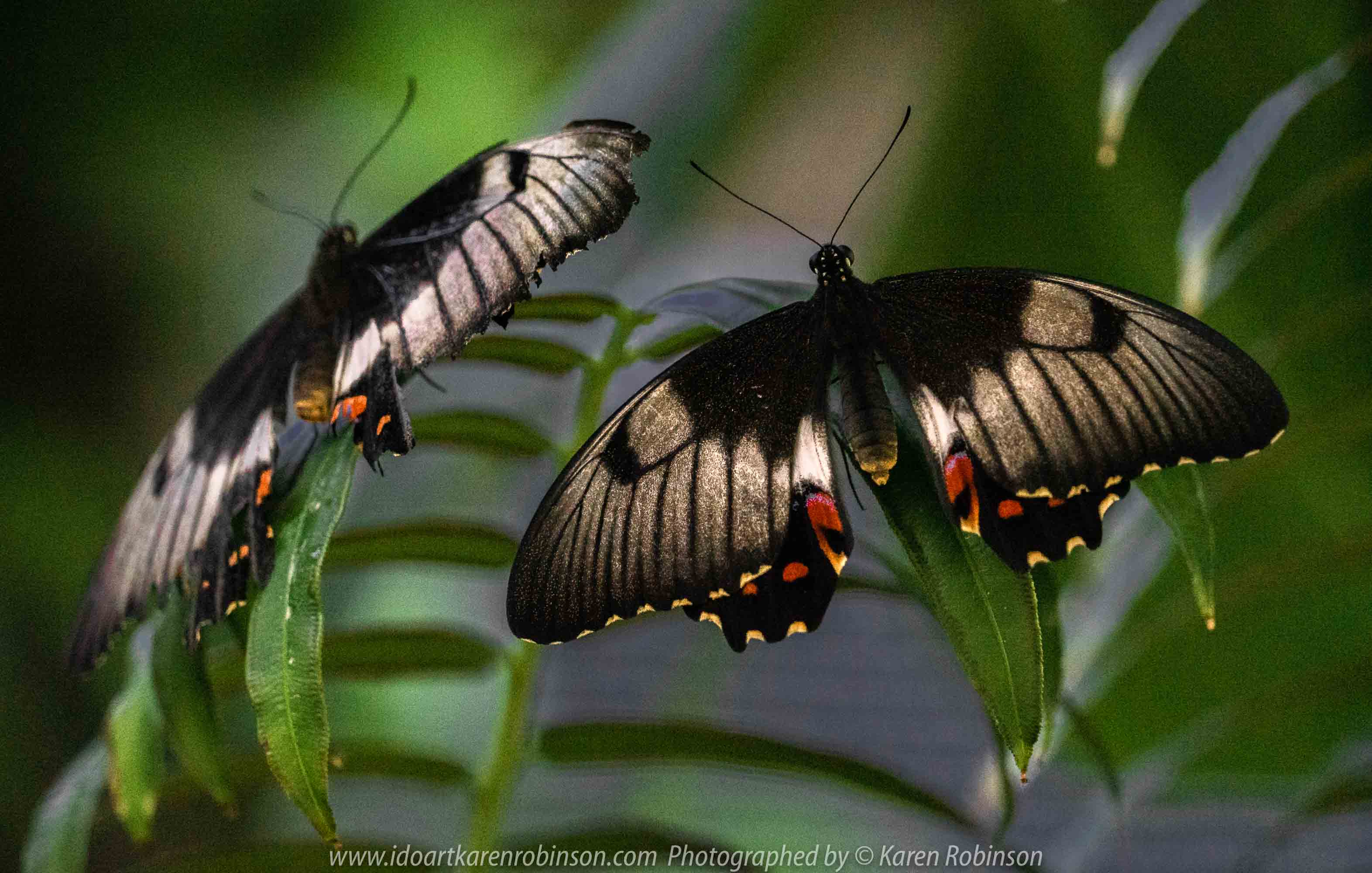 Parkville, Victoria - Australia 'Melbourne Zoo Trip 6' Photographed by Karen Robinson February 2019 Comments - Hubby and I decided to spend another day at the Zoo, this time concentrating on photographing Native Australian tropical and subtropical Butterflies in the Zoo's magnificent tropical glasshouse.