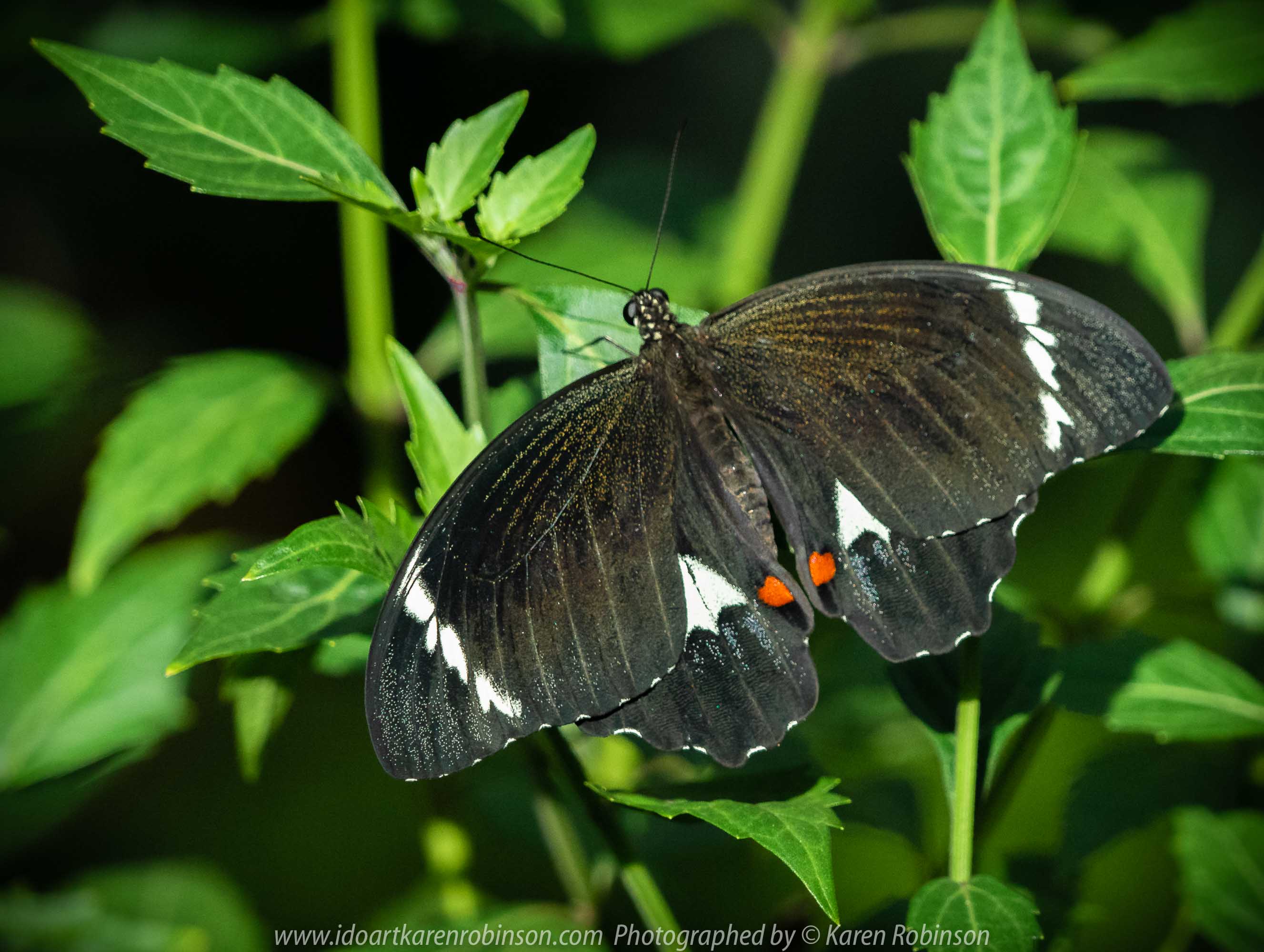Parkville, Victoria - Australia 'Melbourne Zoo Trip 6' Photographed by Karen Robinson February 2019 Comments - Hubby and I decided to spend another day at the Zoo, this time concentrating on photographing Native Australian tropical and subtropical Butterflies in the Zoo's magnificent tropical glasshouse.