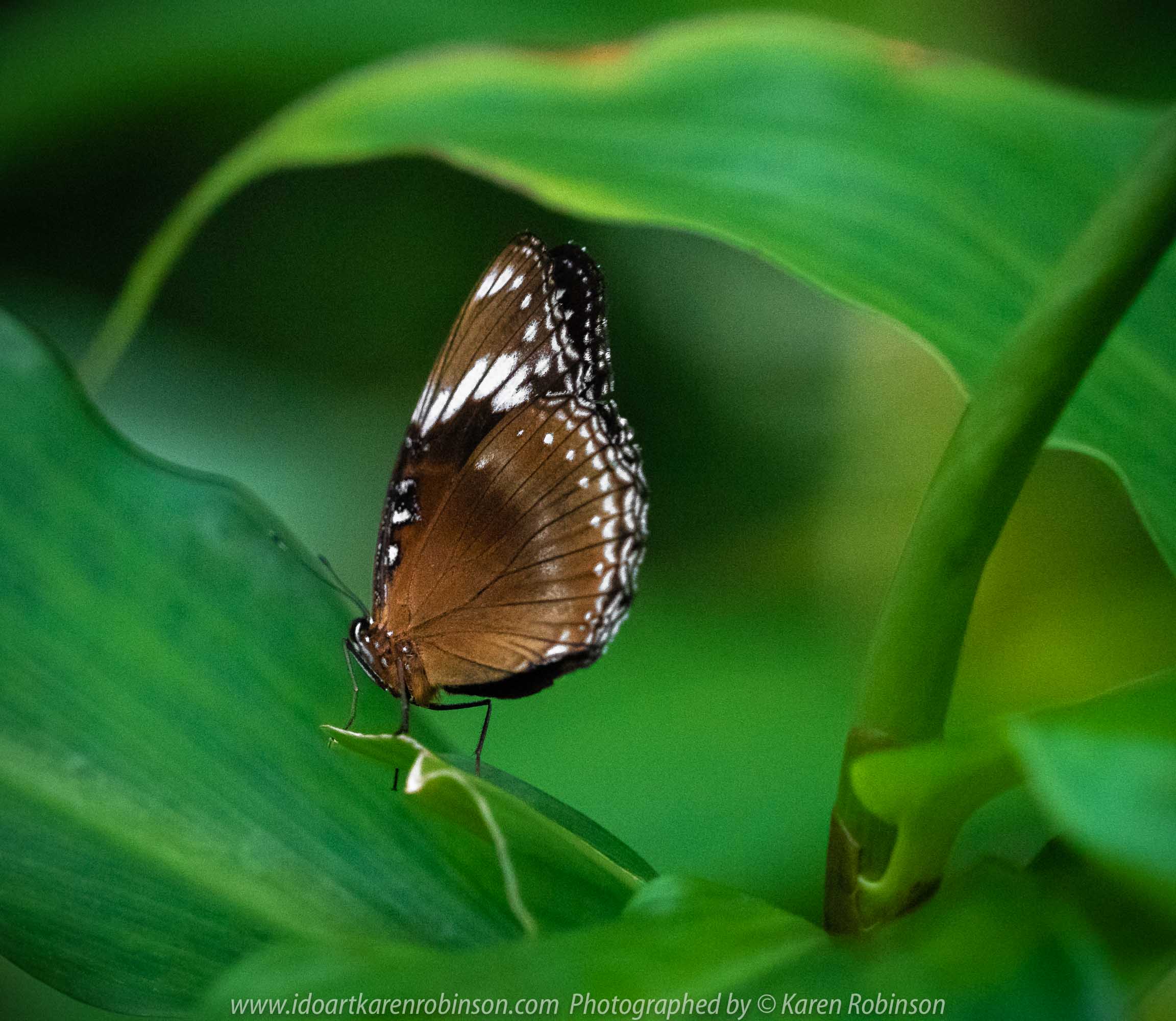 Parkville, Victoria - Australia 'Melbourne Zoo Trip 6' Photographed by Karen Robinson February 2019 Comments - Hubby and I decided to spend another day at the Zoo, this time concentrating on photographing Native Australian tropical and subtropical Butterflies in the Zoo's magnificent tropical glasshouse.