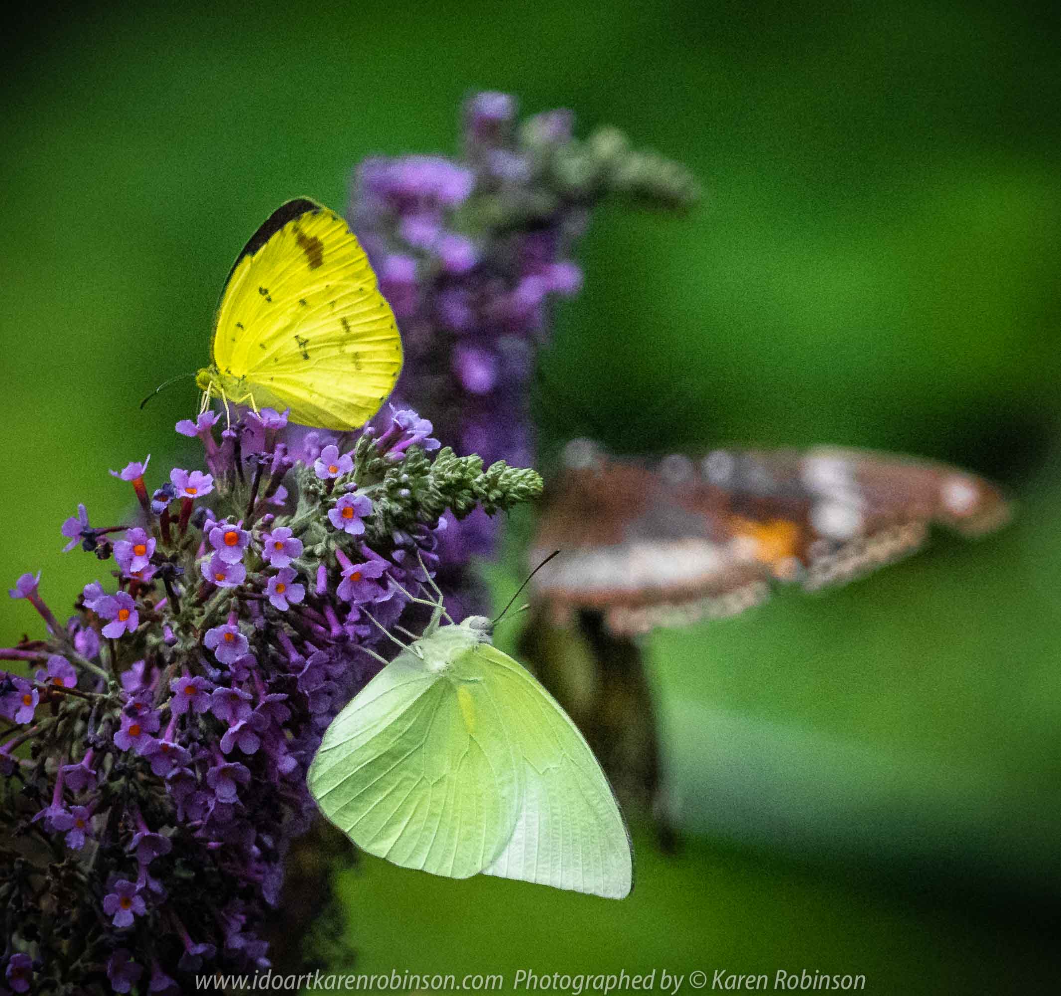 Parkville, Victoria - Australia 'Melbourne Zoo Trip 6' Photographed by Karen Robinson February 2019 Comments - Hubby and I decided to spend another day at the Zoo, this time concentrating on photographing Native Australian tropical and subtropical Butterflies in the Zoo's magnificent tropical glasshouse.