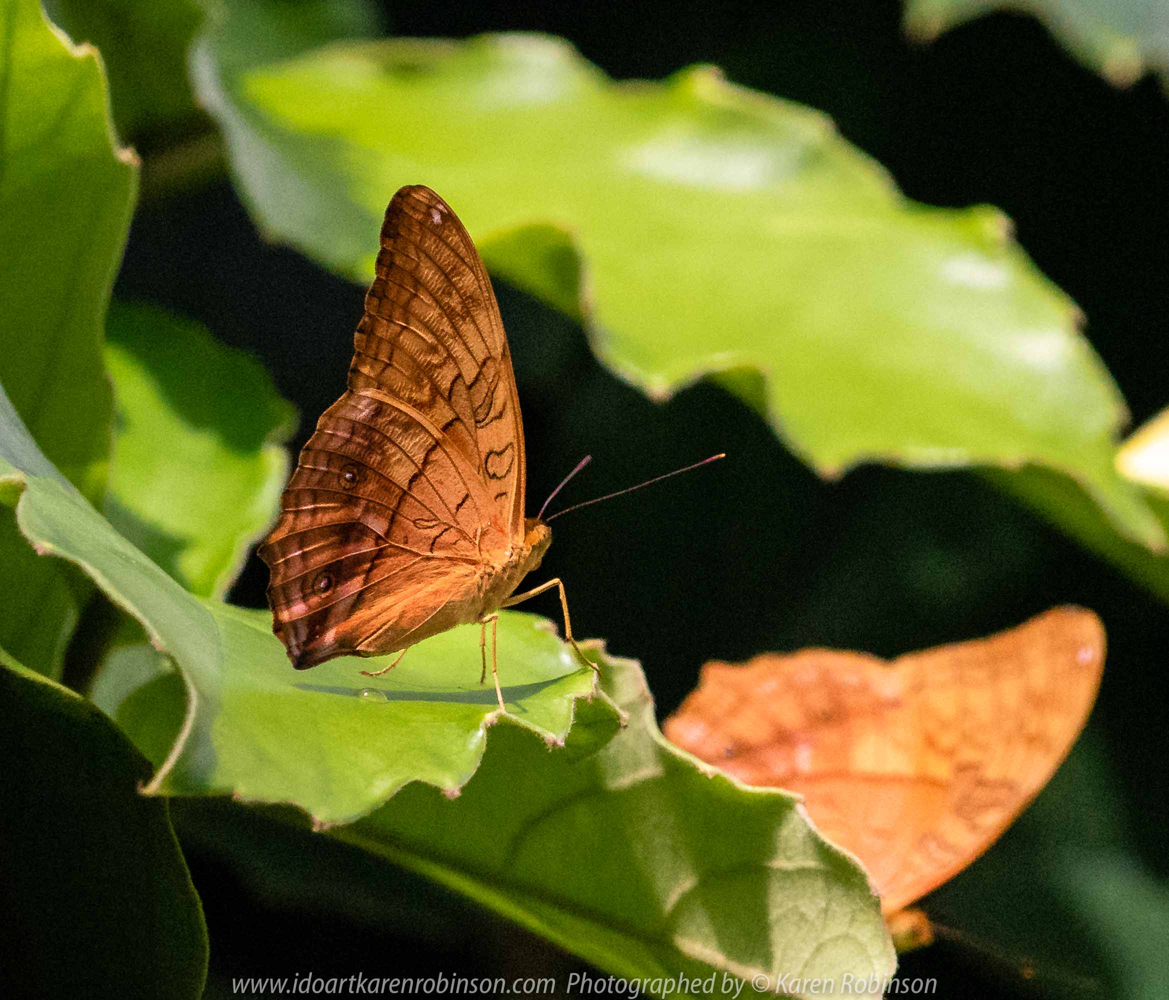Parkville, Victoria - Australia 'Melbourne Zoo Trip 6' Photographed by Karen Robinson February 2019 Comments - Hubby and I decided to spend another day at the Zoo, this time concentrating on photographing Native Australian tropical and subtropical Butterflies in the Zoo's magnificent tropical glasshouse.