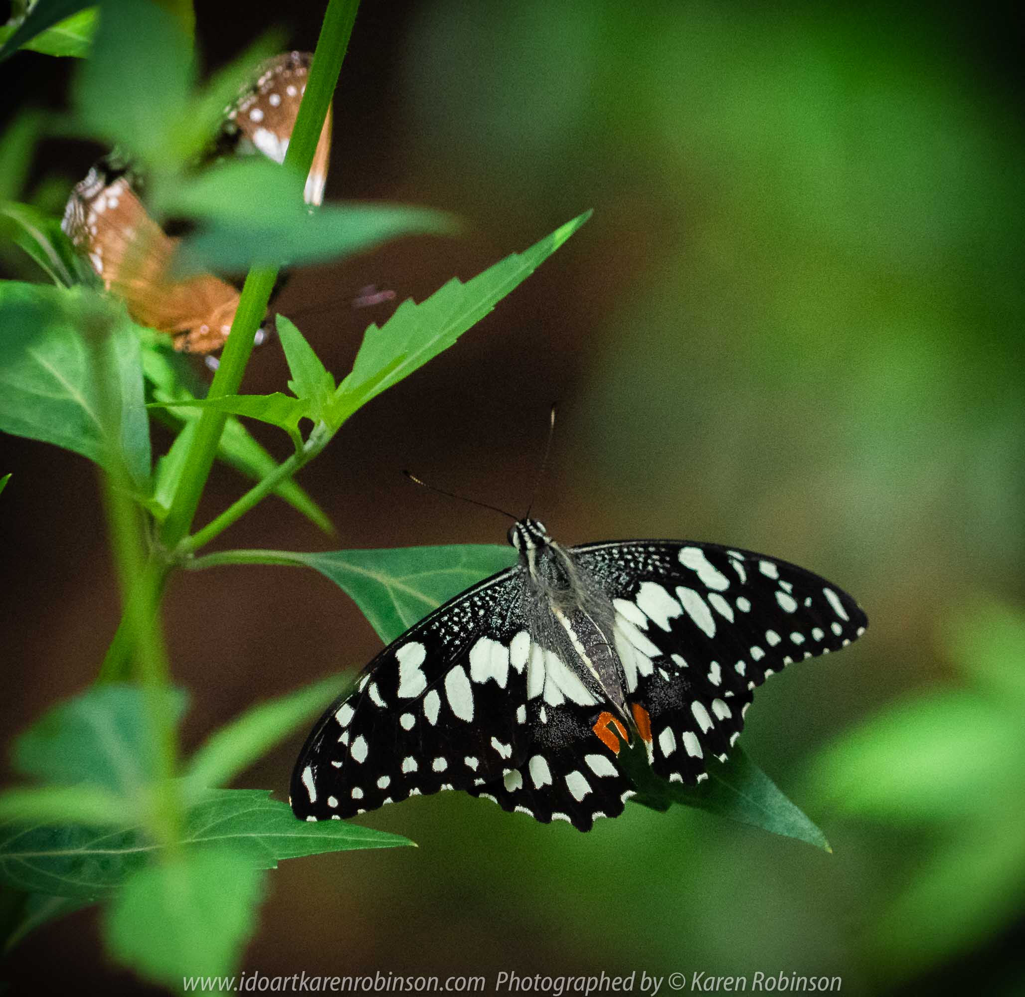 Parkville, Victoria - Australia 'Melbourne Zoo Trip 6' Photographed by Karen Robinson February 2019 Comments - Hubby and I decided to spend another day at the Zoo, this time concentrating on photographing Native Australian tropical and subtropical Butterflies in the Zoo's magnificent tropical glasshouse.