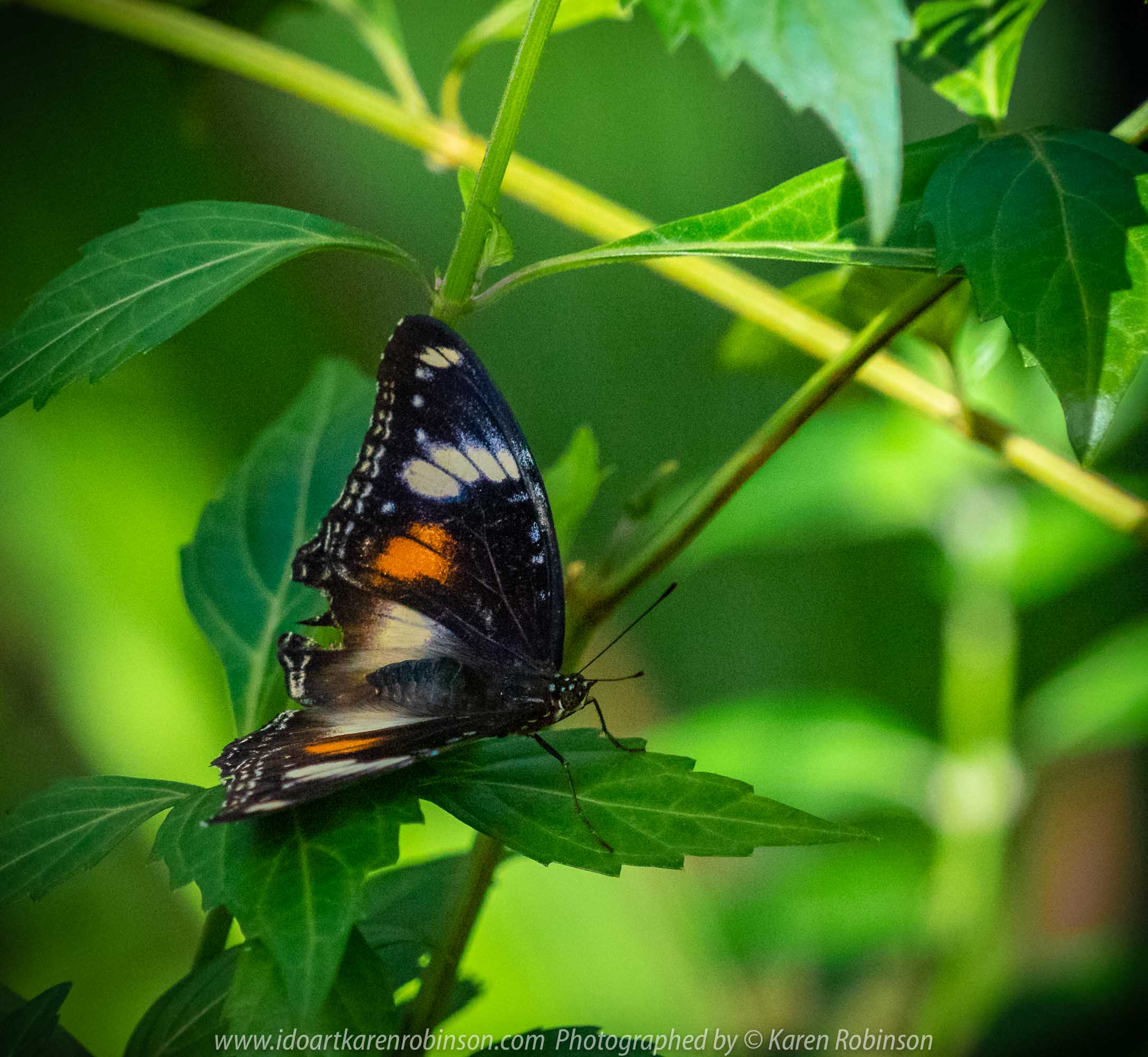 Parkville, Victoria - Australia 'Melbourne Zoo Trip 6' Photographed by Karen Robinson February 2019 Comments - Hubby and I decided to spend another day at the Zoo, this time concentrating on photographing Native Australian tropical and subtropical Butterflies in the Zoo's magnificent tropical glasshouse.