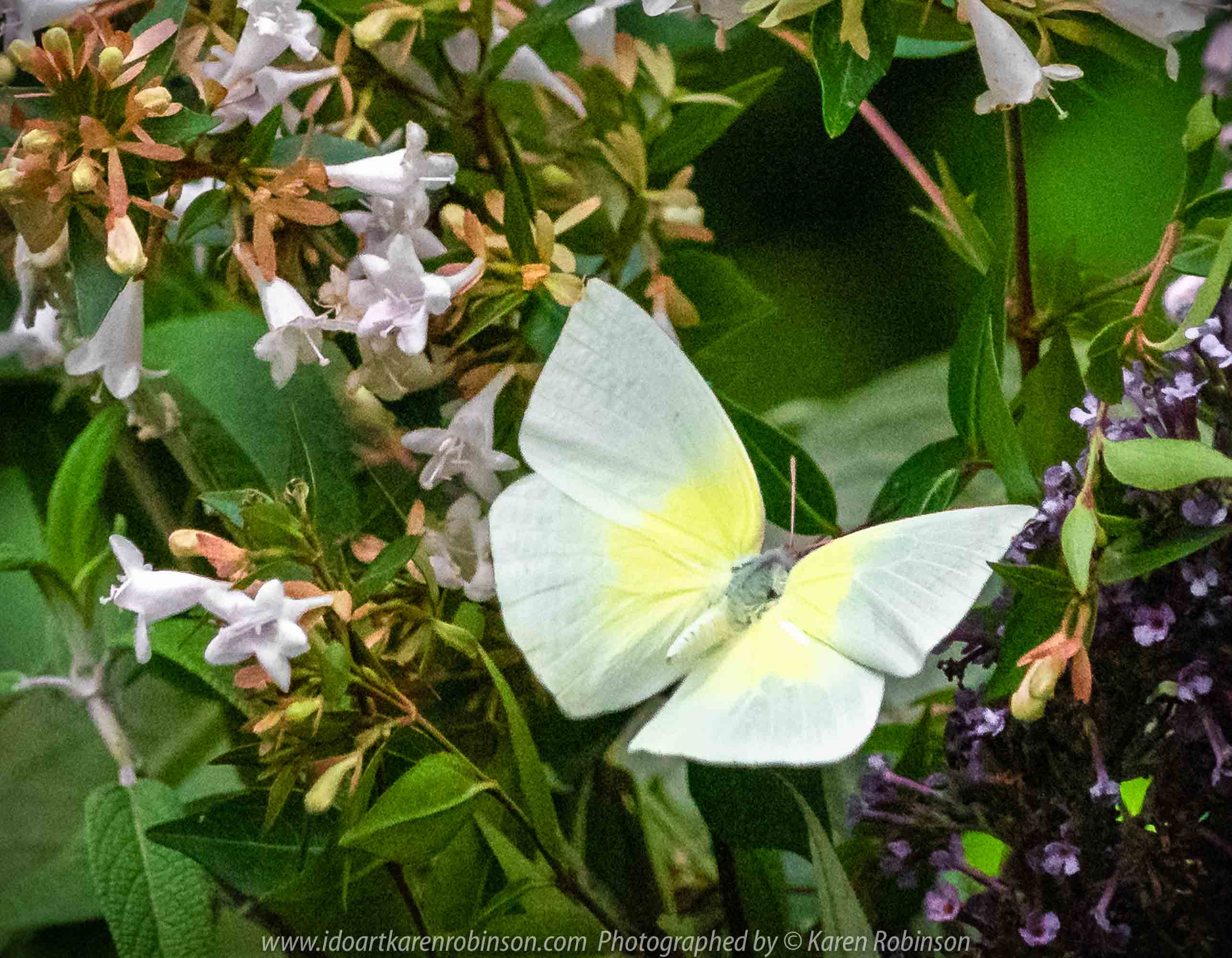 Parkville, Victoria - Australia 'Melbourne Zoo Trip 6' Photographed by Karen Robinson February 2019 Comments - Hubby and I decided to spend another day at the Zoo, this time concentrating on photographing Native Australian tropical and subtropical Butterflies in the Zoo's magnificent tropical glasshouse.