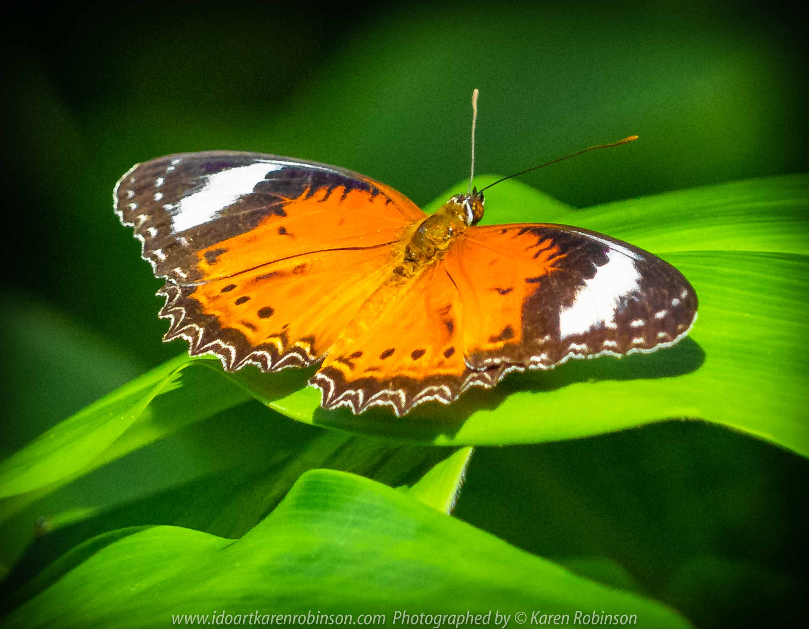 Parkville, Victoria - Australia 'Melbourne Zoo Trip 6' Photographed by Karen Robinson February 2019 Comments - Hubby and I decided to spend another day at the Zoo, this time concentrating on photographing Native Australian tropical and subtropical Butterflies in the Zoo's magnificent tropical glasshouse.