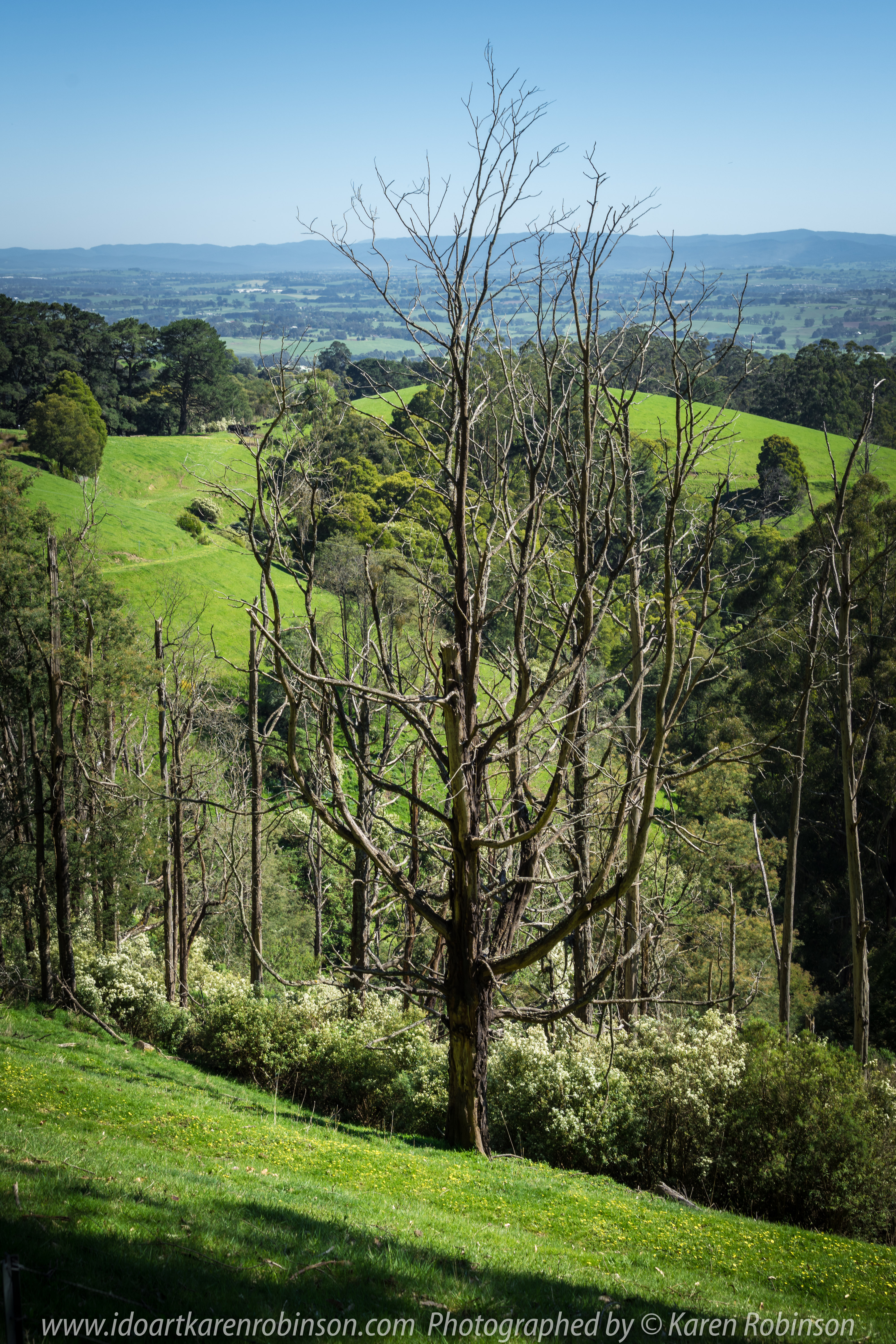 Seaview Region, Melbourne - Australia "Grand Ridge Road Region" Photographed by Karen Robinson NB Copyright Protected_ www.idoartkarenrobinson.com October 17, 2017. NB: Day trip with hubby to visit this beautiful region at its best when all is green before the summer turns it brown.