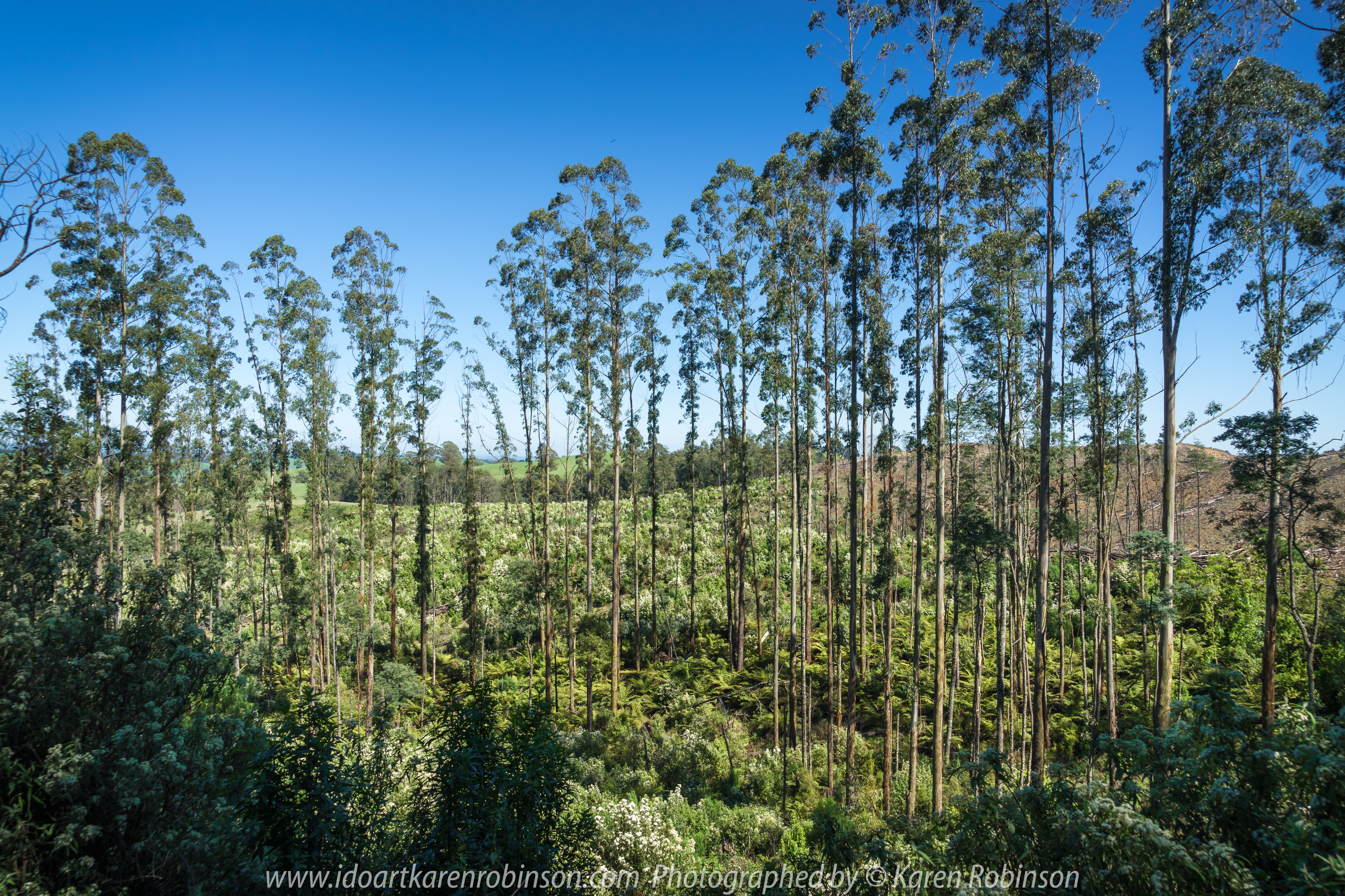 Seaview Region, Melbourne - Australia "Grand Ridge Road Region" Photographed by Karen Robinson NB Copyright Protected_ www.idoartkarenrobinson.com October 17, 2017. NB: Day trip with hubby to visit this beautiful region at its best when all is green before the summer turns it brown.