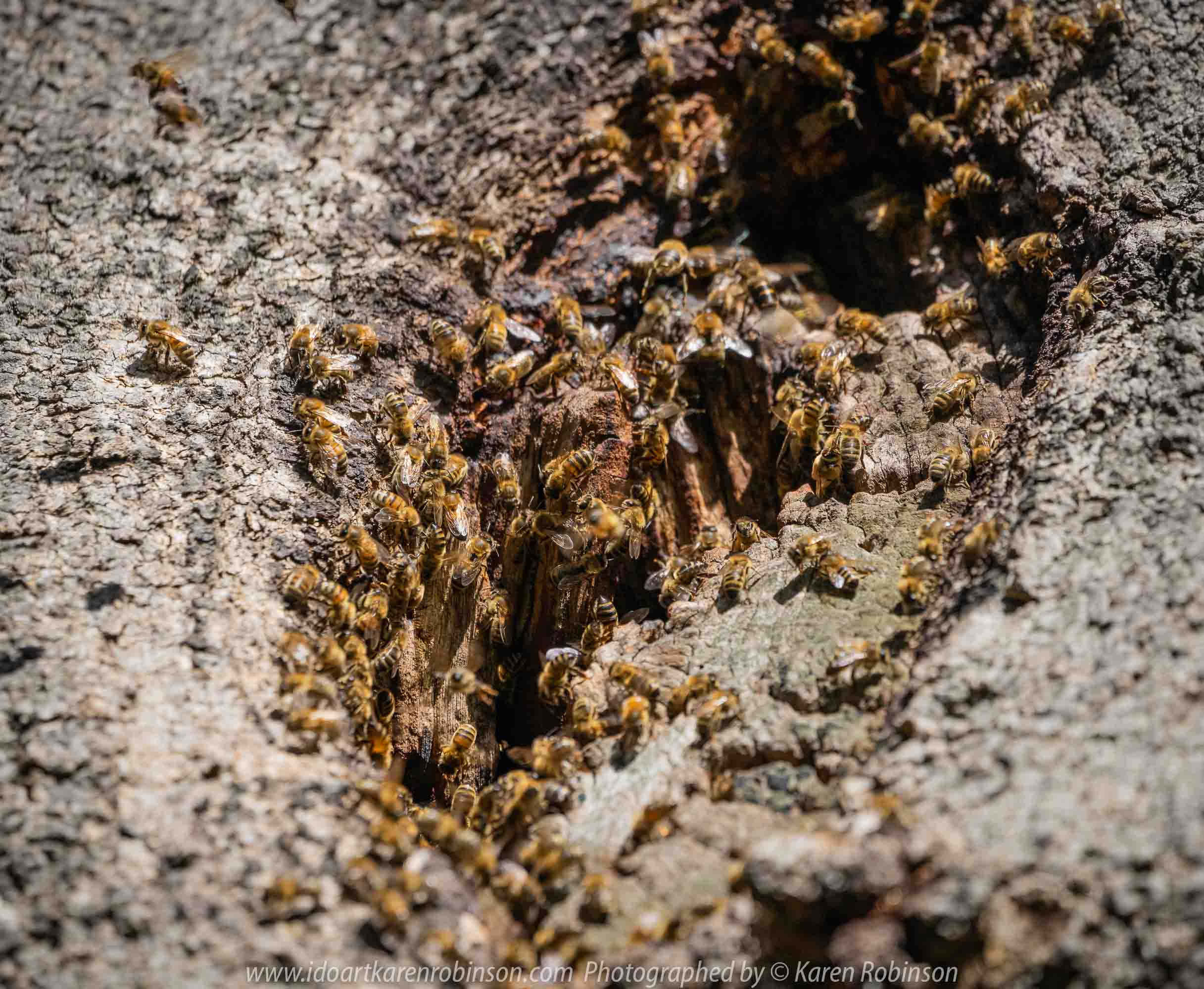 Seymour, Victoria - Australia 'Mark's 66th Birthday - Goulburn River near Caravan Park' Photographed by Karen Robinson November 2018 Comments - Day out with daughter Kelly, son-in-law Matt, grand daughter Maddie, hubby Mark and Karen fishing for Mark's Birthday. Photograph featuring Bees hovering around their hive in the hollow of a tree.