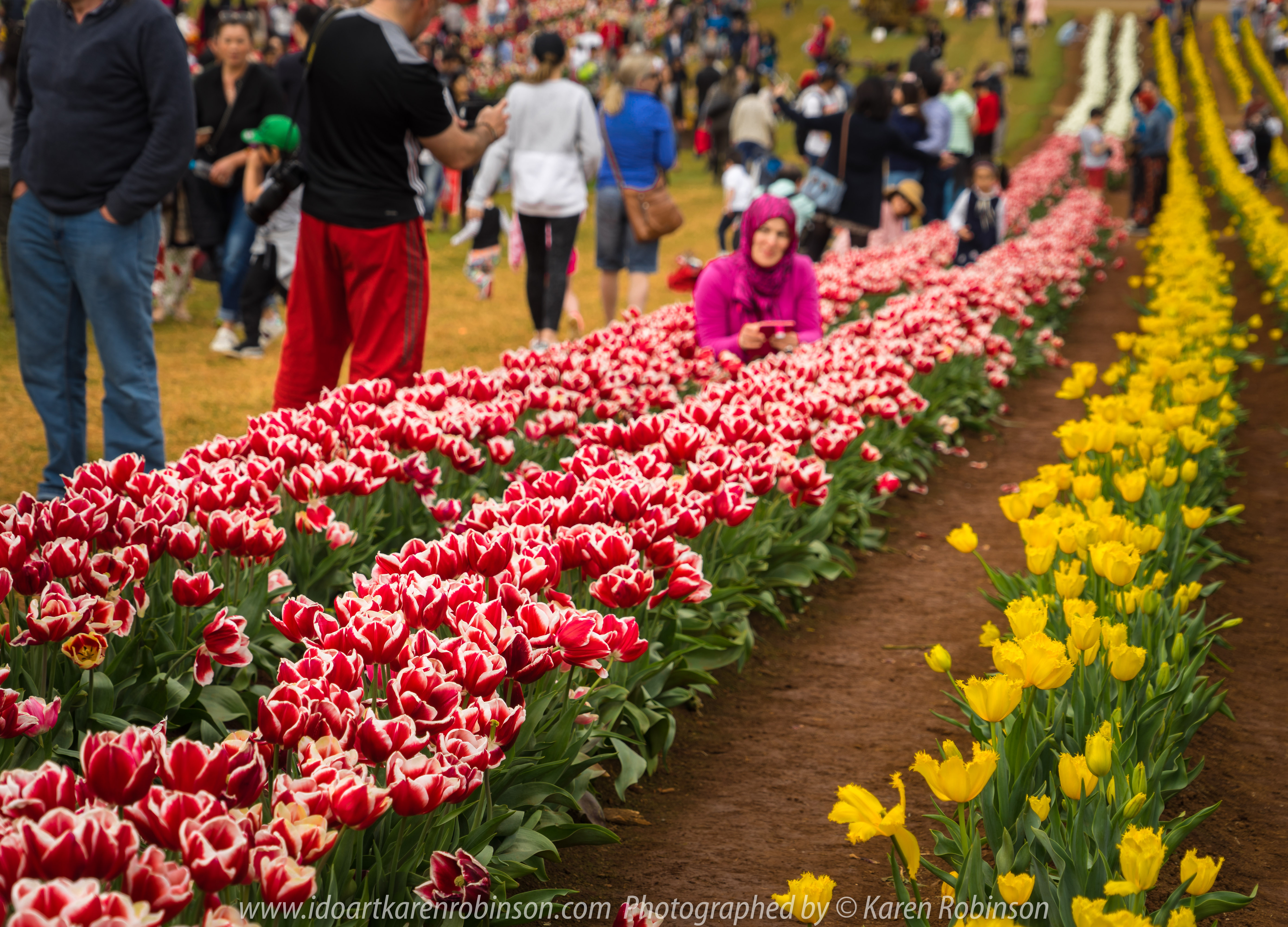 Silvan, Melbourne - Australia "Tesselaar Tulip Festival" Photographed by Karen Robinson NB Copyright Protected_ www.idoartkarenrobinson.com October 07, 2017.