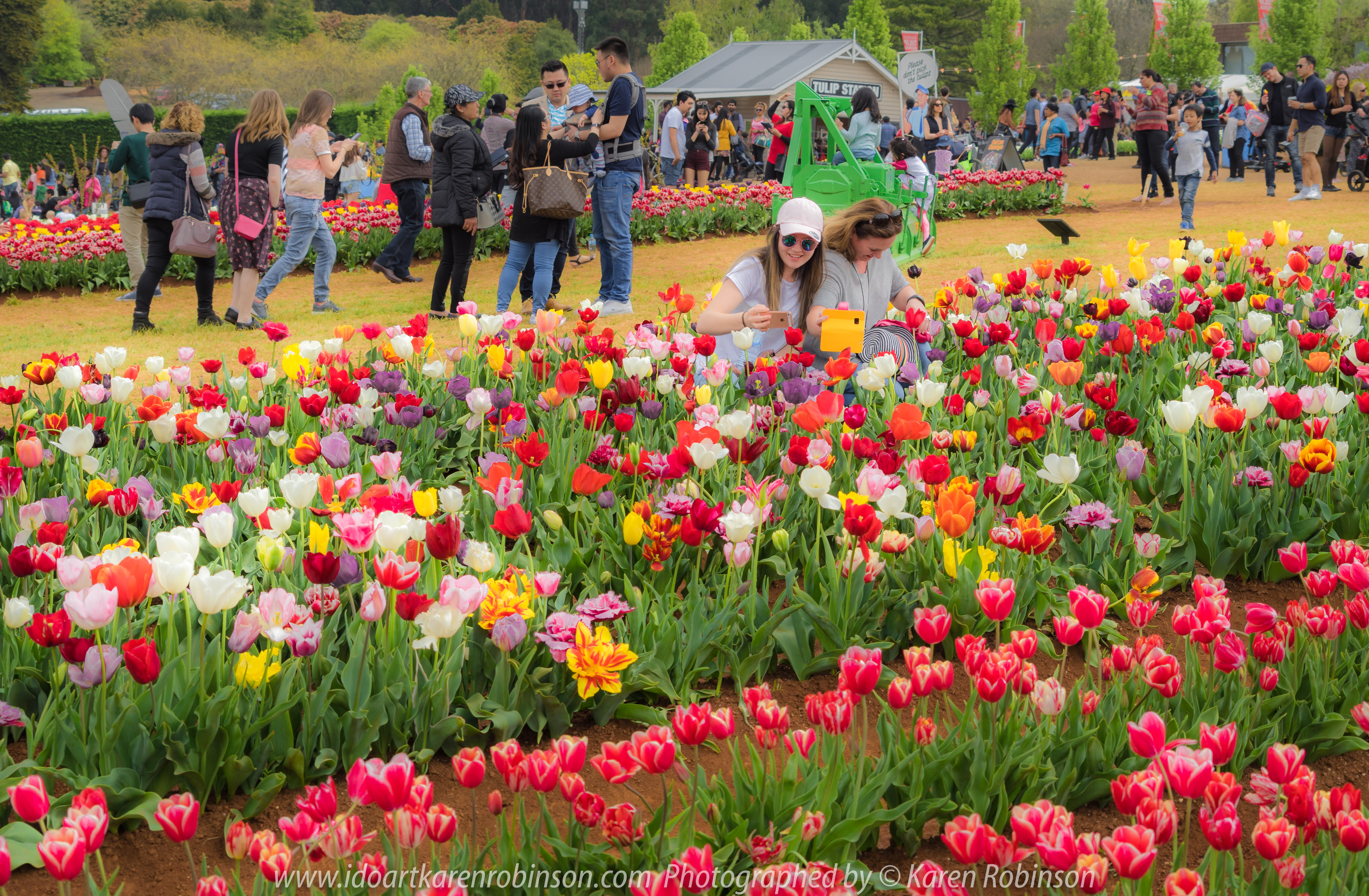 Silvan, Melbourne - Australia "Tesselaar Tulip Festival" Photographed by Karen Robinson NB Copyright Protected_ www.idoartkarenrobinson.com October 07, 2017.