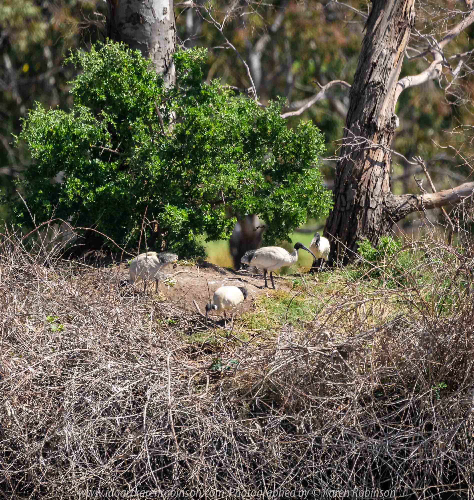 Sunbury, Victoria - Australia 'Spavin Drive Lake & Jacksons Creek' Photographed by Karen Robinson Nov 2018 Comments - A couple of hours spent photographing local bird wildlife. Photograph featuring Australian White Ibis.