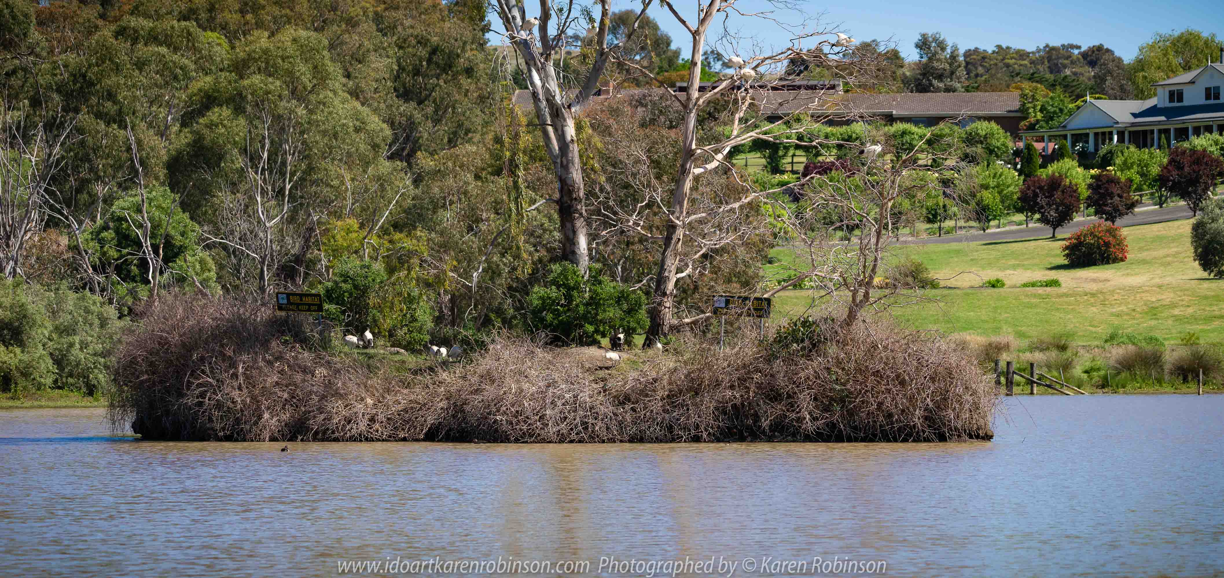 Sunbury, Victoria - Australia 'Spavin Drive Lake & Jacksons Creek' Photographed by Karen Robinson Nov 2018 Comments - A couple of hours spent photographing local bird wildlife. Photograph featuring Australian White Ibis.
