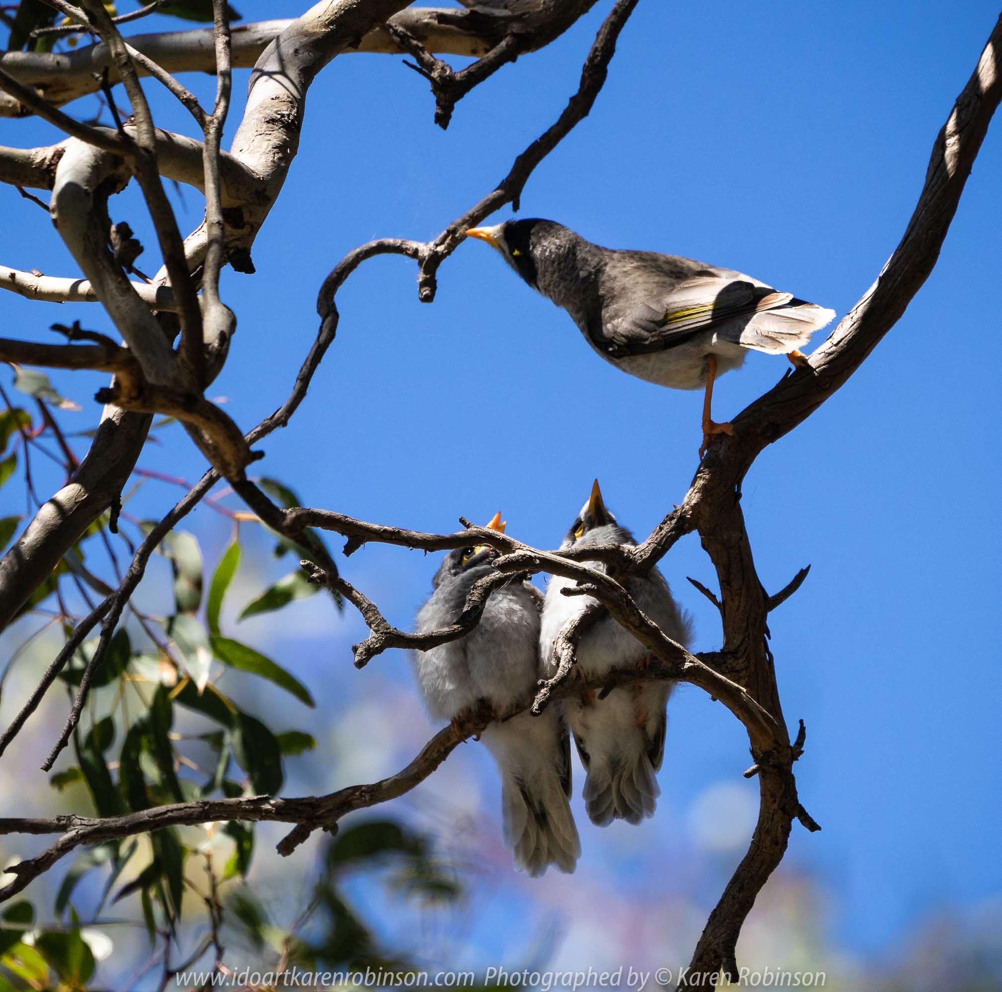Sunbury, Victoria - Australia 'Spavin Drive Lake & Jacksons Creek' Photographed by Karen Robinson Nov 2018 Comments - A couple of hours spent photographing local bird wildlife. Photograph featuring Yellow Throated Miners.