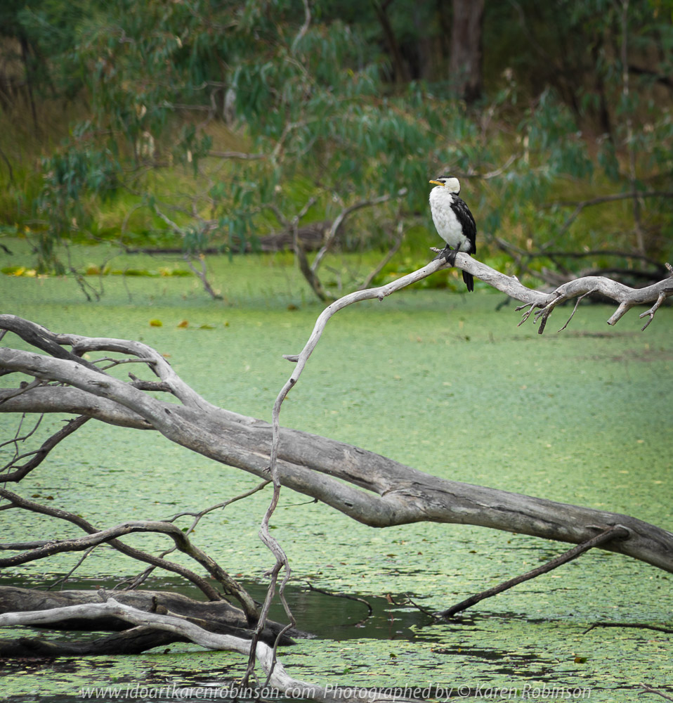 Tabilk, Victoria - Australia 'Tahbilk Winery and Wetlands' Photographs by Karen Robinson March 2018 NB. All images are protected by copyright laws. Comments - A lovely day trip with the Craigieburn Camera Club. Tabilk-tabilk 'place of many waterholes' in the language of the Daung-wurrung clans, the first people of Australia. It's a historic family owned winery with the property comprising of 1,214 hectares of rich river flats and a frontage of 11kms to the Goulburn River and 8 kms of permanent backwaters and creeks (Tahbilk 2018).