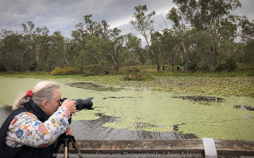 Tabilk, Victoria - Australia 'Tahbilk Winery and Wetlands' Photographs by Karen Robinson March 2018 NB. All images are protected by copyright laws. Comments - A lovely day trip with the Craigieburn Camera Club. Tabilk-tabilk 'place of many waterholes' in the language of the Daung-wurrung clans, the first people of Australia. It's a historic family owned winery with the property comprising of 1,214 hectares of rich river flats and a frontage of 11kms to the Goulburn River and 8 kms of permanent backwaters and creeks (Tahbilk 2018).