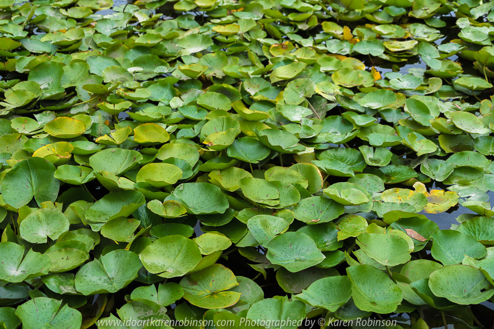 Tabilk, Victoria - Australia 'Tahbilk Winery and Wetlands' Photographs by Karen Robinson March 2018 NB. All images are protected by copyright laws. Comments - A lovely day trip with the Craigieburn Camera Club. Tabilk-tabilk 'place of many waterholes' in the language of the Daung-wurrung clans, the first people of Australia. It's a historic family owned winery with the property comprising of 1,214 hectares of rich river flats and a frontage of 11kms to the Goulburn River and 8 kms of permanent backwaters and creeks (Tahbilk 2018).