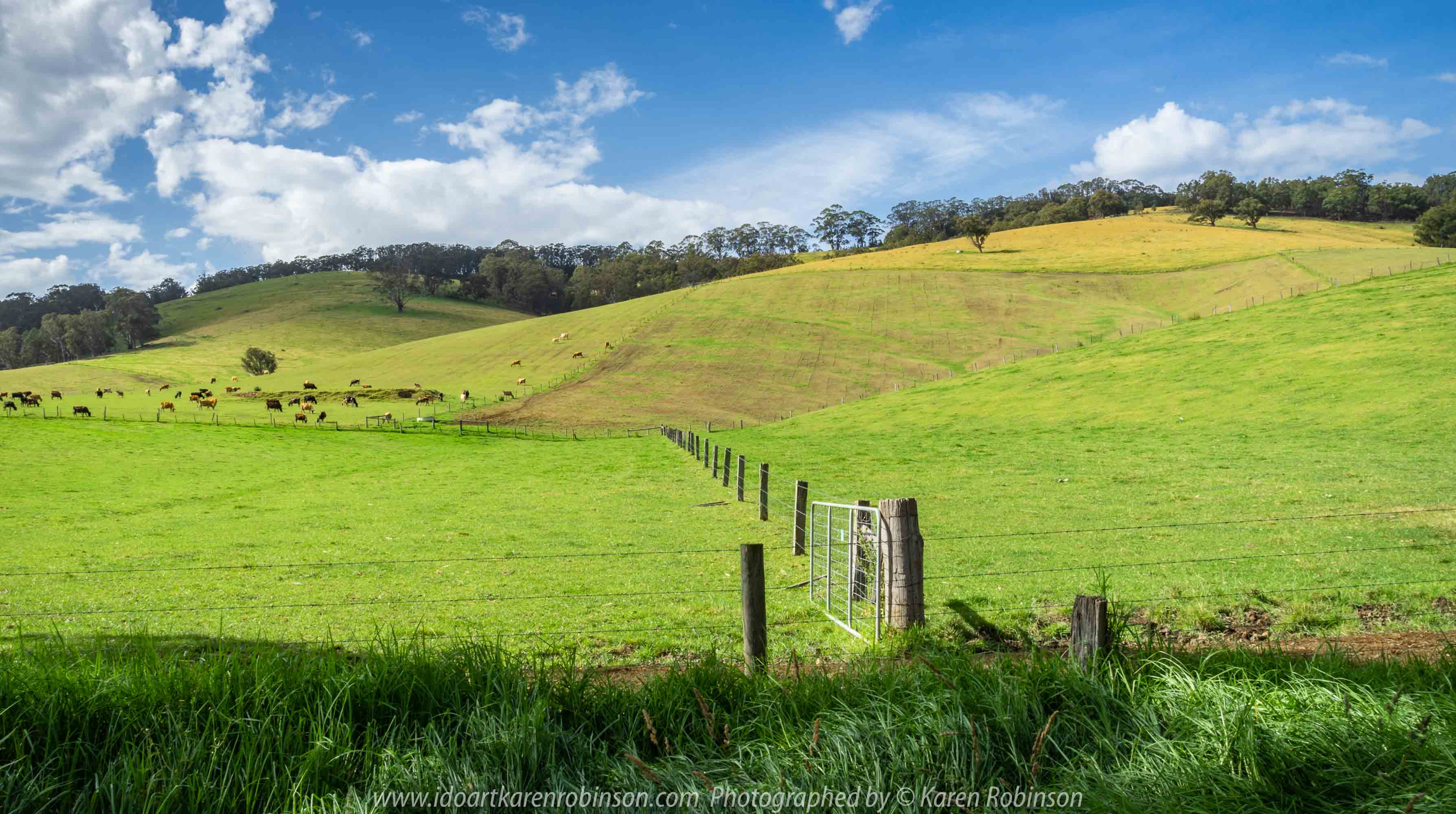 Tarra Valley, Victoria - Australia 'Tarra Valley Road' Photographed by Karen Robinson December 2018 Comments - A magnificent part of Victoria travelling along this road through beautiful scenic farming properties and then alongside of the Tarra River where lush vegetation and the tallest of tress can be found. Stunning scenic drive - just breathtaking!