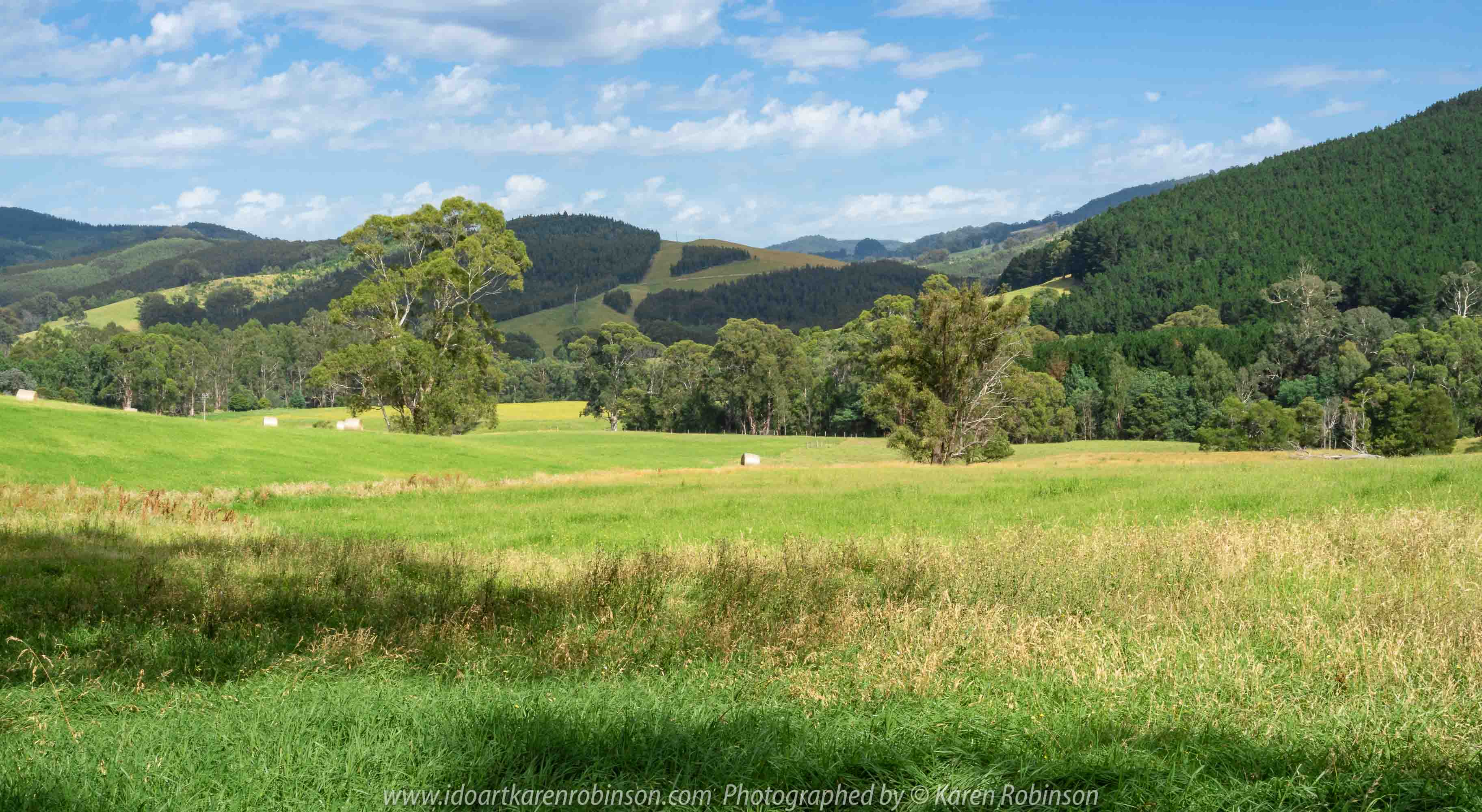 Tarra Valley, Victoria - Australia 'Tarra Valley Road' Photographed by Karen Robinson December 2018 Comments - A magnificent part of Victoria travelling along this road through beautiful scenic farming properties and then alongside of the Tarra River where lush vegetation and the tallest of tress can be found. Stunning scenic drive - just breathtaking!
