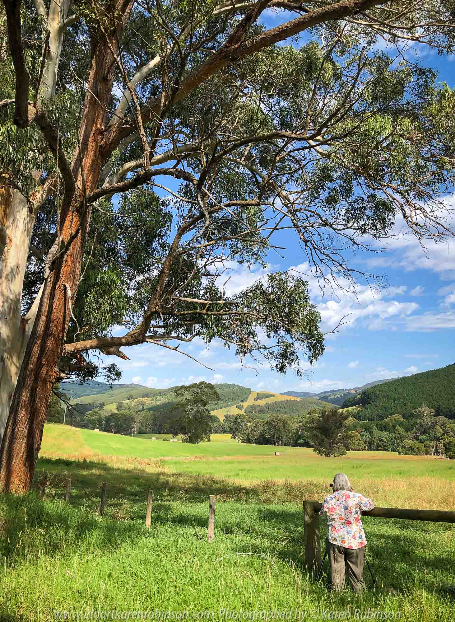 Tarra Valley, Victoria - Australia 'Tarra Valley Road' Photographed by Karen Robinson December 2018 Comments - A magnificent part of Victoria travelling along this road through beautiful scenic farming properties and then alongside of the Tarra River where lush vegetation and the tallest of tress can be found. Stunning scenic drive - just breathtaking!