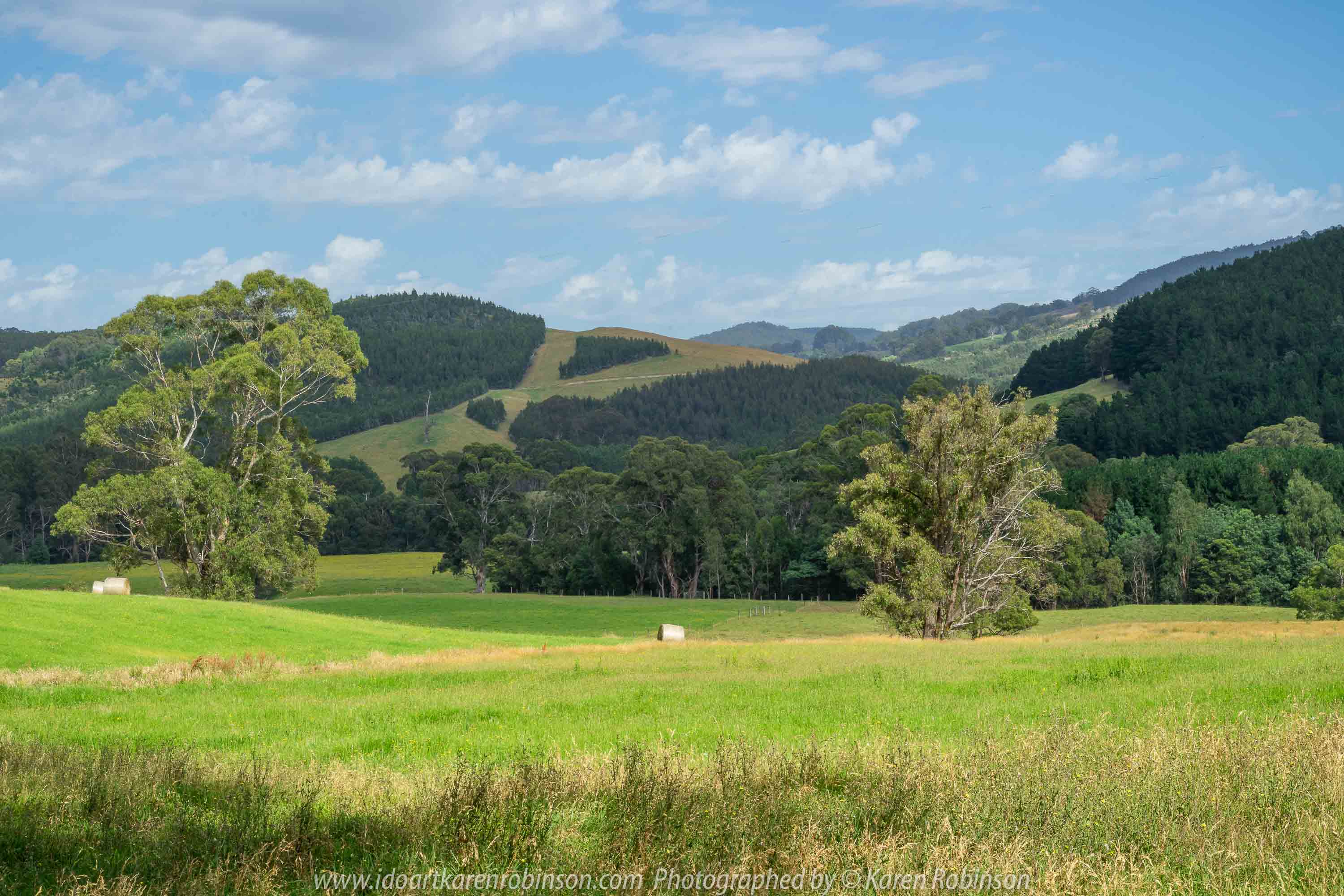 Tarra Valley, Victoria - Australia 'Tarra Valley Road' Photographed by Karen Robinson December 2018 Comments - A magnificent part of Victoria travelling along this road through beautiful scenic farming properties and then alongside of the Tarra River where lush vegetation and the tallest of tress can be found. Stunning scenic drive - just breathtaking!