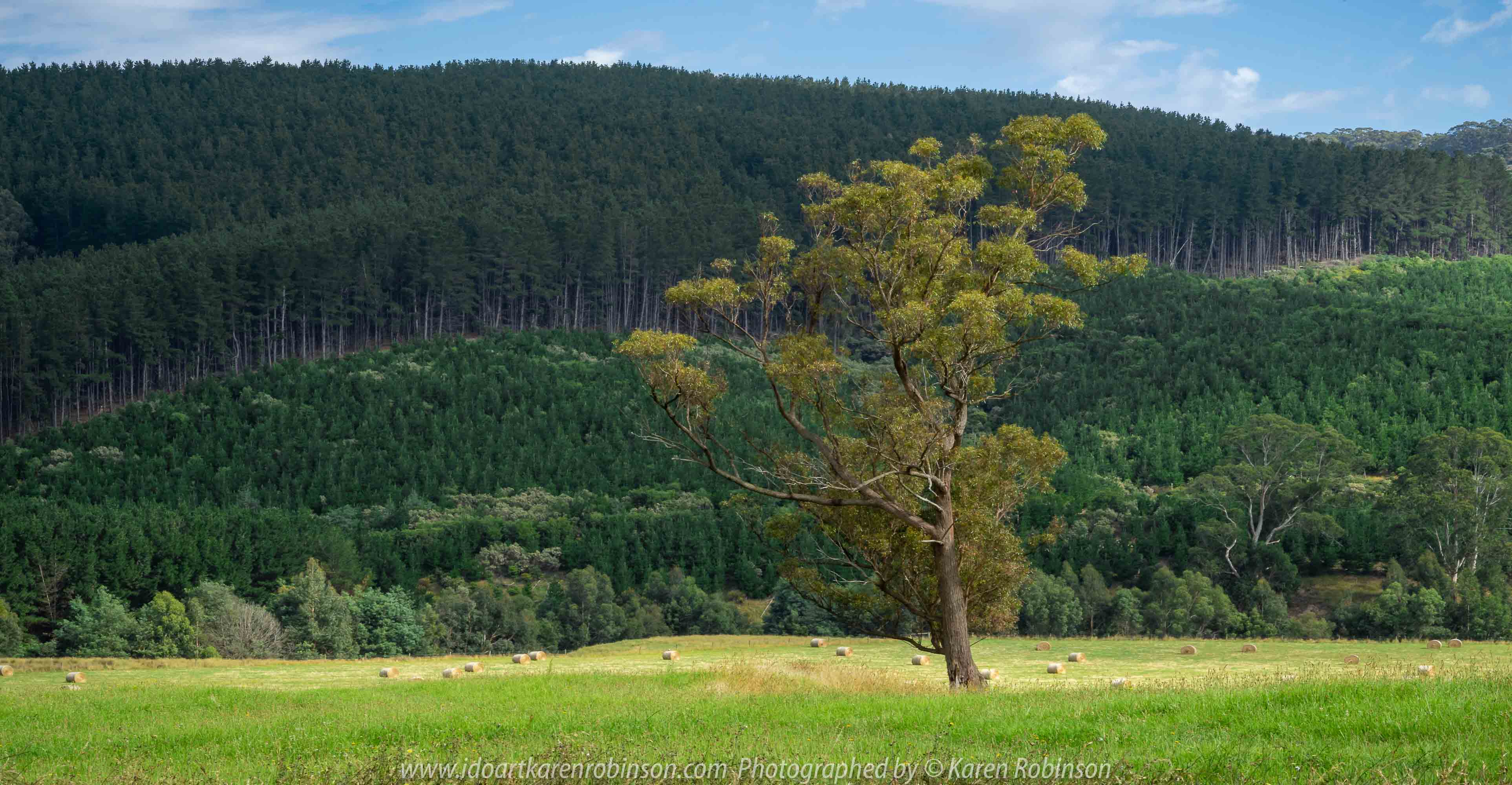 Tarra Valley, Victoria - Australia 'Tarra Valley Road' Photographed by Karen Robinson December 2018 Comments - A magnificent part of Victoria travelling along this road through beautiful scenic farming properties and then alongside of the Tarra River where lush vegetation and the tallest of tress can be found. Stunning scenic drive - just breathtaking!