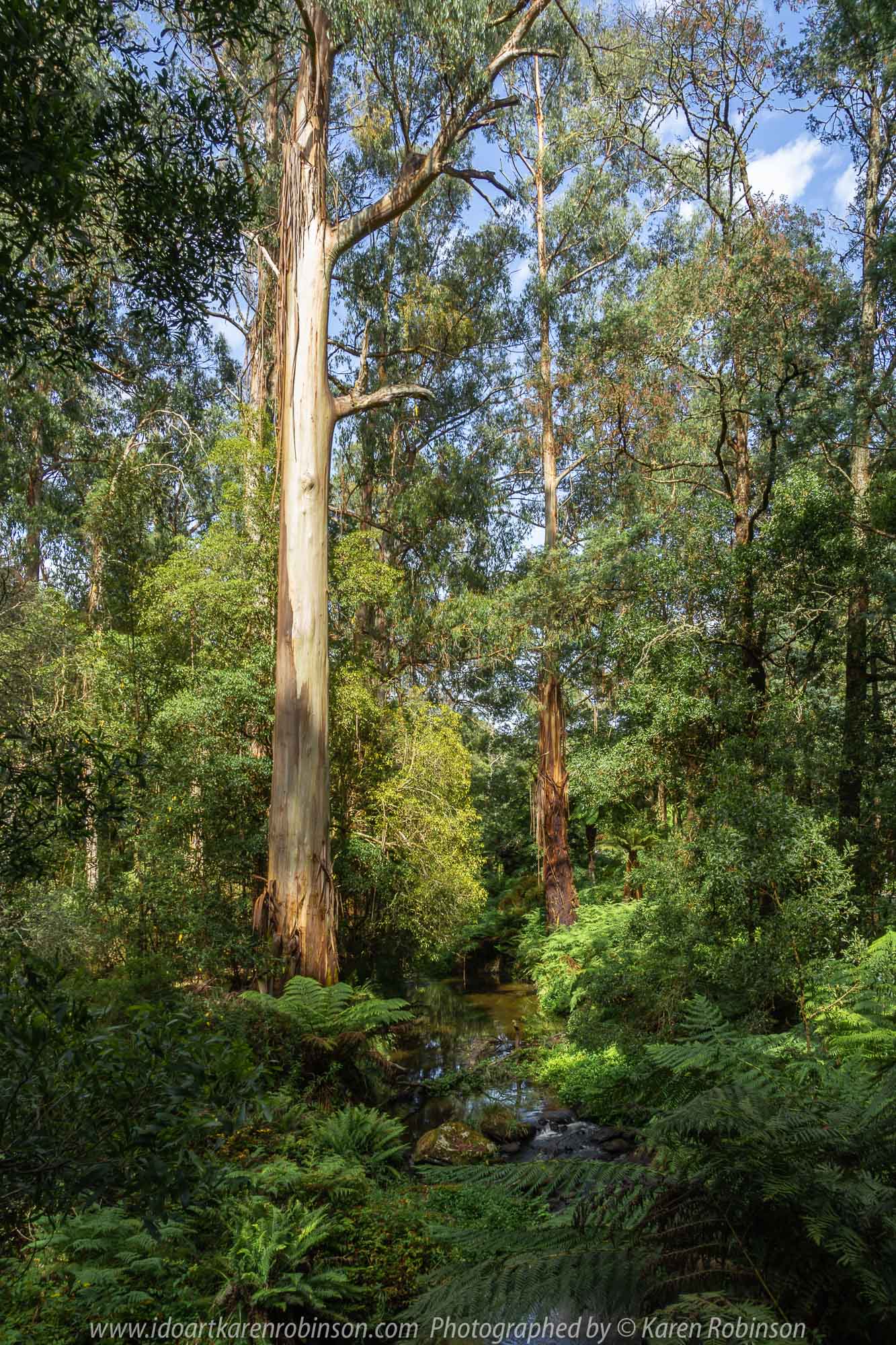 Tarra Valley, Victoria - Australia 'Tarra Valley Road' Photographed by Karen Robinson December 2018 Comments - A magnificent part of Victoria travelling along this road through beautiful scenic farming properties and then alongside of the Tarra River where lush vegetation and the tallest of tress can be found. Stunning scenic drive - just breathtaking!