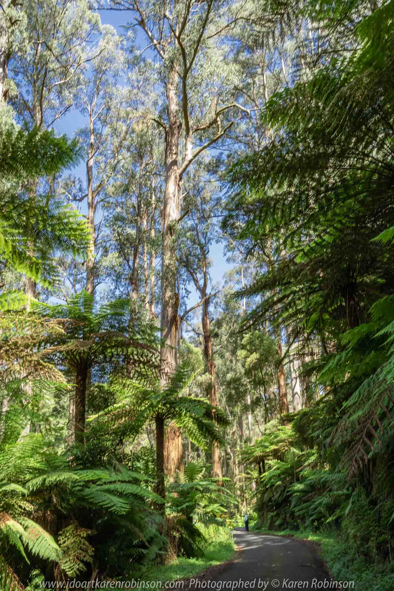 Tarra Valley, Victoria - Australia 'Tarra Valley Road' Photographed by Karen Robinson December 2018 Comments - A magnificent part of Victoria travelling along this road through beautiful scenic farming properties and then alongside of the Tarra River where lush vegetation and the tallest of tress can be found. Stunning scenic drive - just breathtaking!