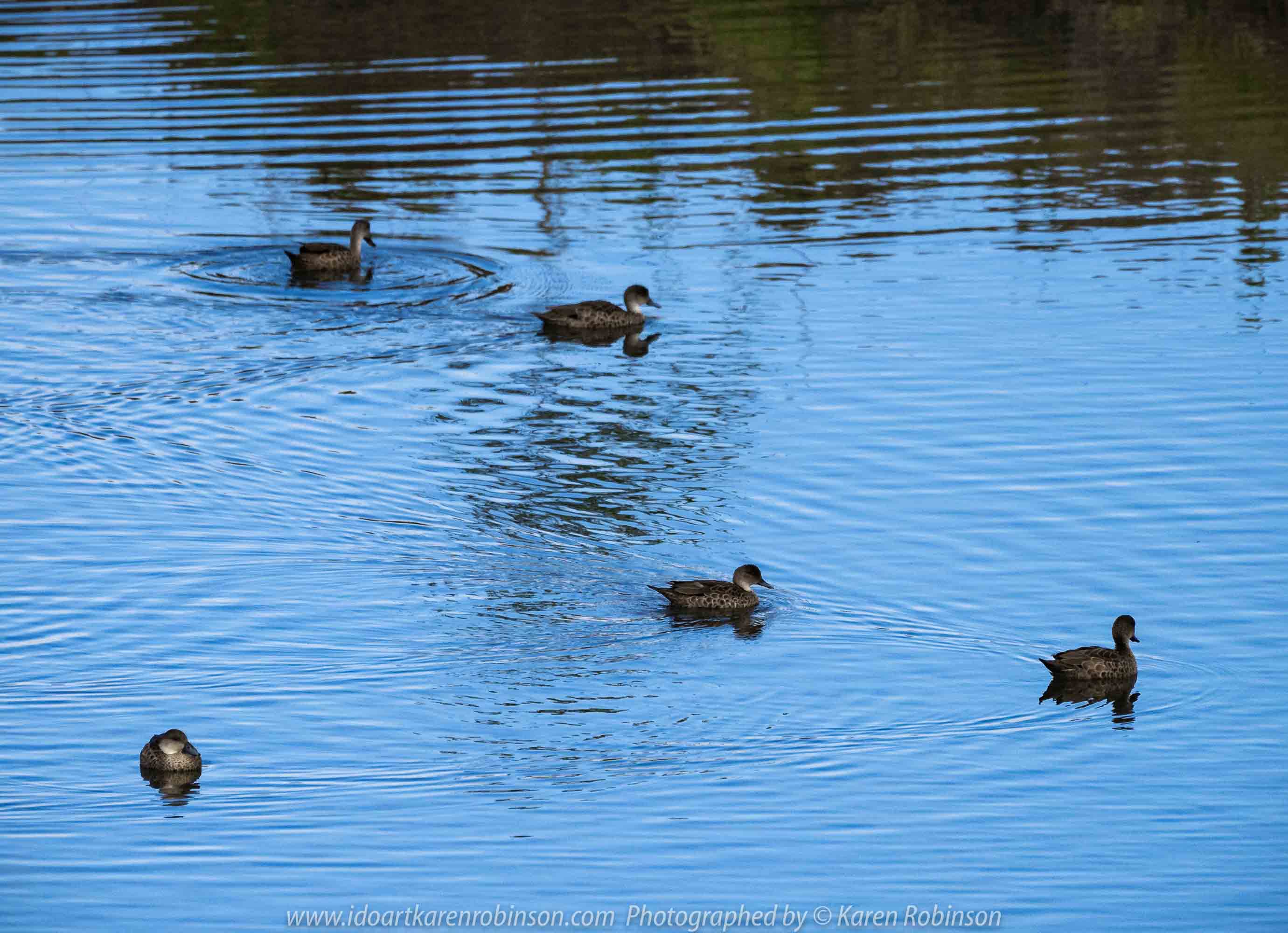 Werribee South, Victoria - Australia 'Werribee River K Road' Photograph by Karen Robinson February 2019 Comments - A morning out with hubby and me with granddaughter and daughter photographing rare sighting of an Eastern Osprey water bird. Photograph featuring Pacific Black Ducks.