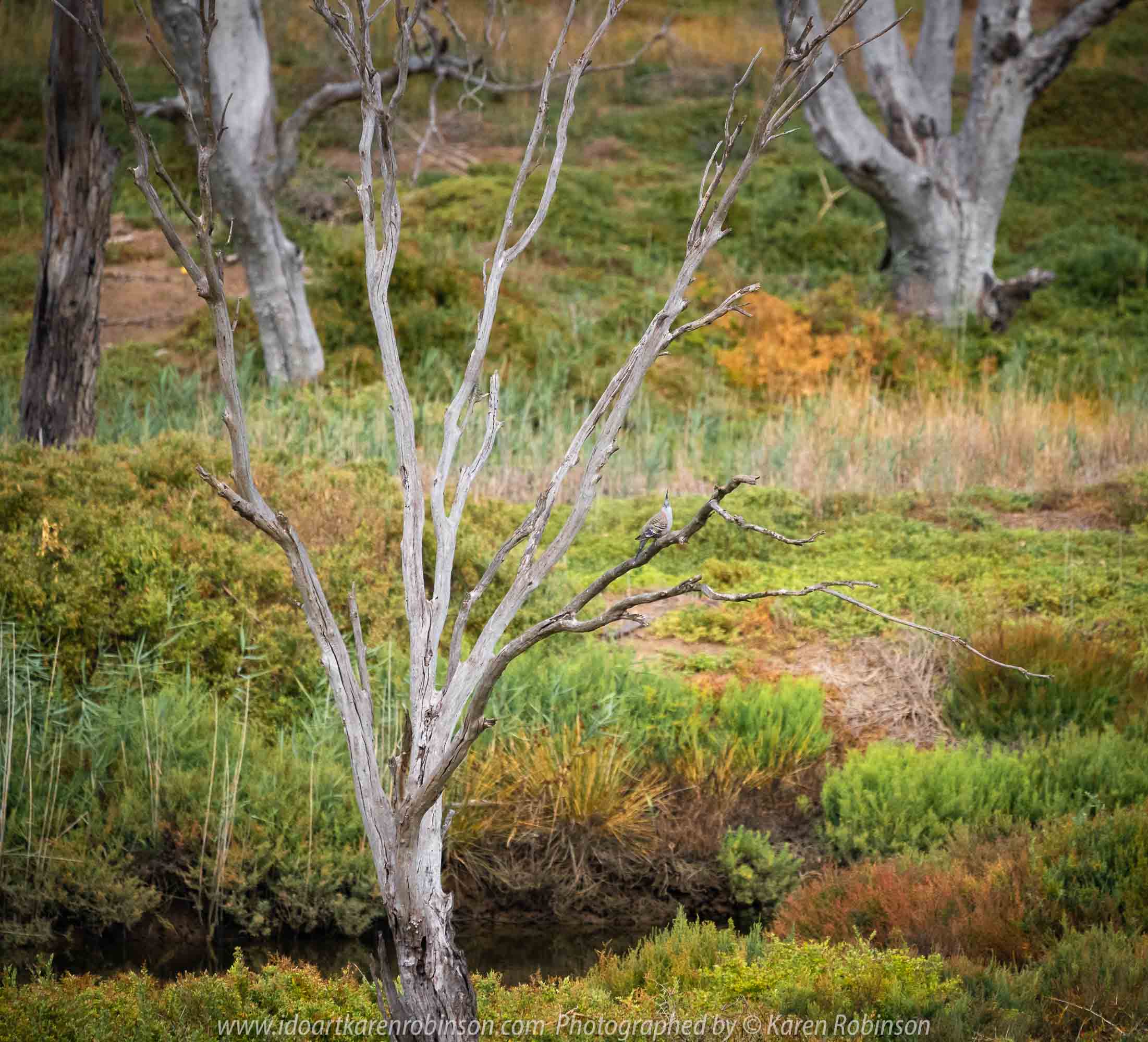 Werribee South, Victoria - Australia 'Werribee River K Road' Photograph by Karen Robinson February 2019 Comments - A morning out with hubby and me with granddaughter and daughter photographing rare sighting of an Eastern Osprey water bird. Photograph featuring Crested Pigeon.