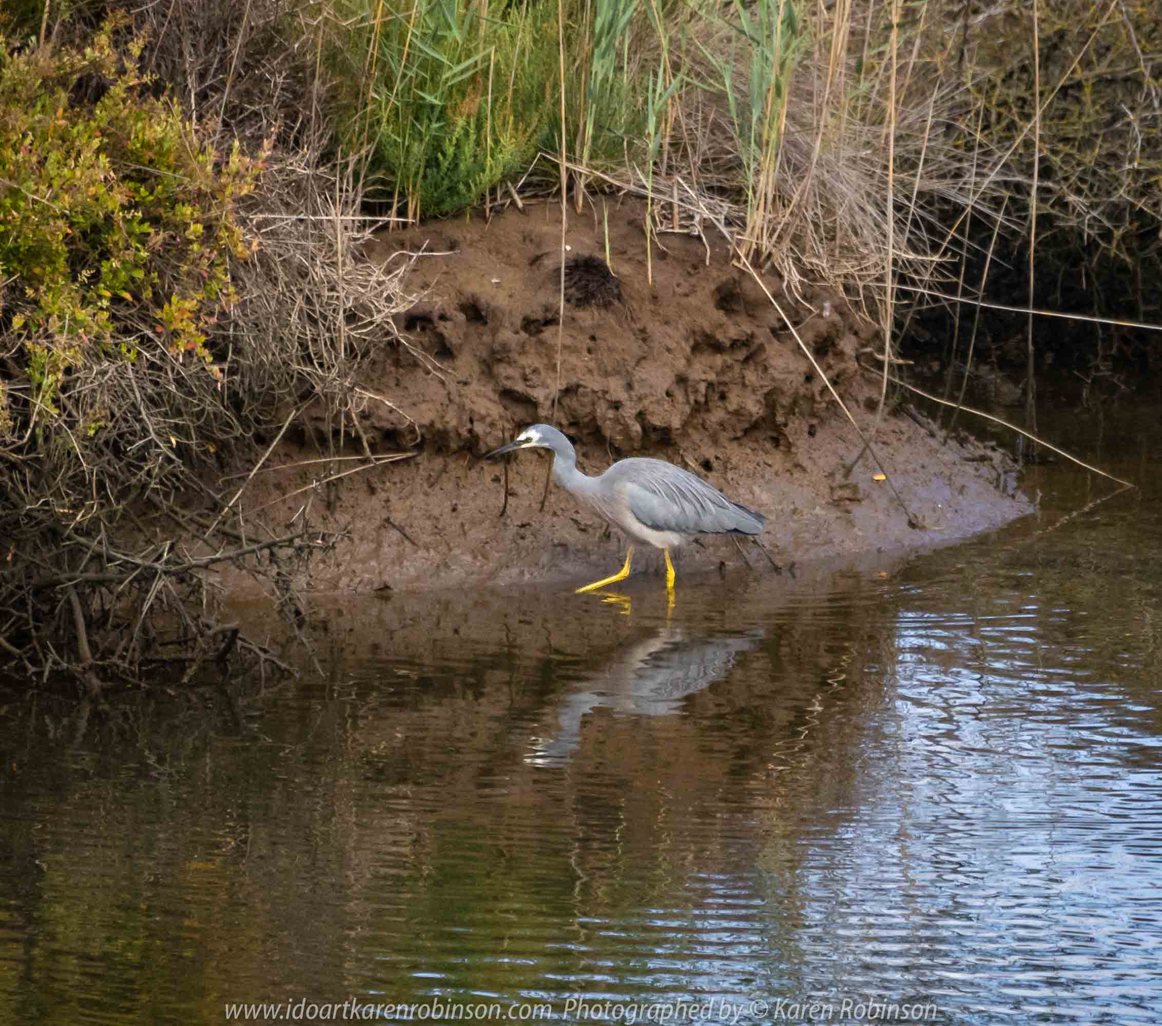 Werribee South, Victoria - Australia 'Werribee River K Road' Photograph by Karen Robinson February 2019 Comments - A morning out with hubby and me with granddaughter and daughter photographing rare sighting of an Eastern Osprey water bird. Photograph featuring White Faced Heron.