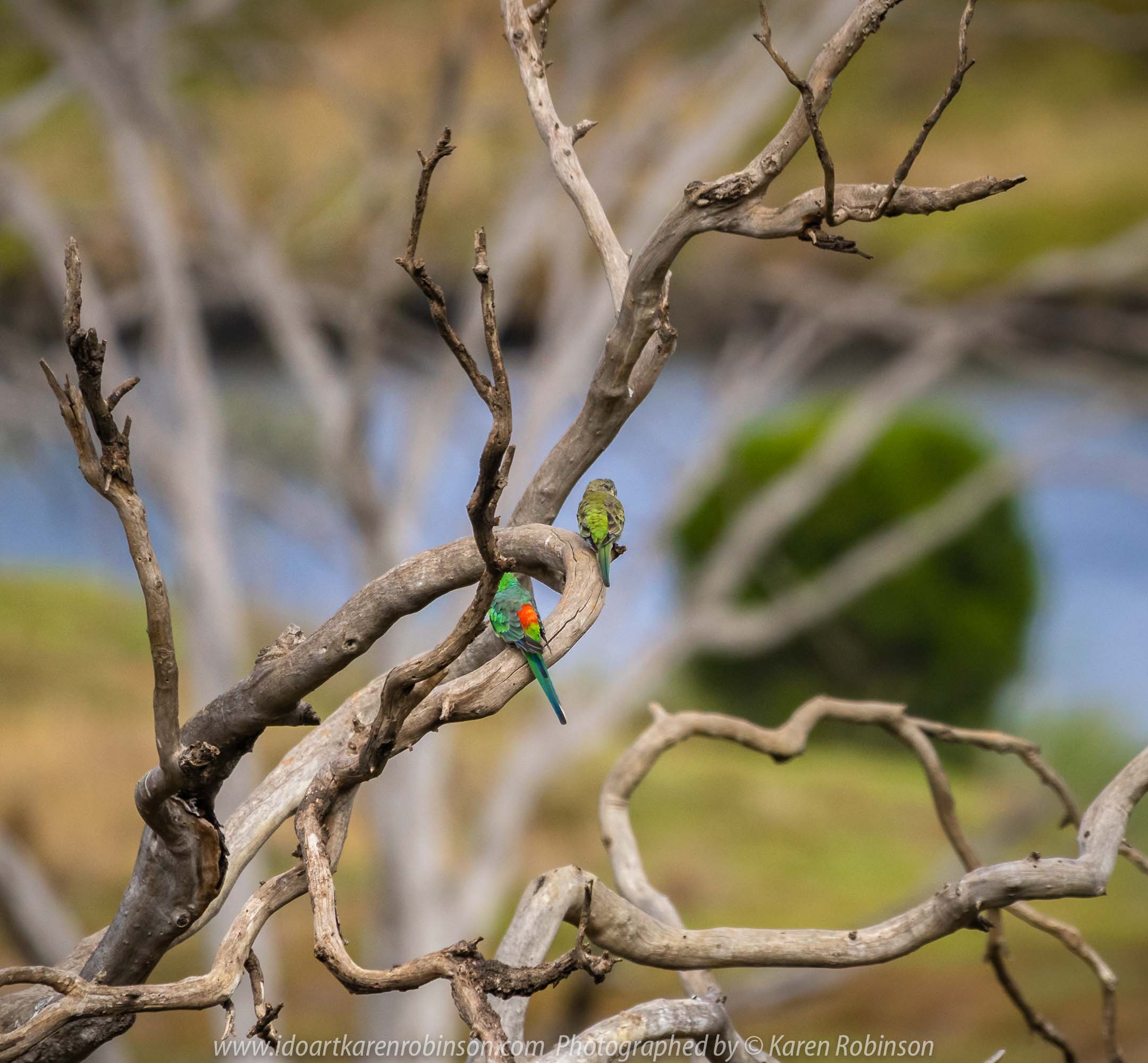 Werribee South, Victoria - Australia 'Werribee River K Road' Photograph by Karen Robinson February 2019 Comments - A morning out with hubby and me with granddaughter and daughter photographing rare sighting of an Eastern Osprey water bird. Photograph featuring male and female Red-rumped Parrot.